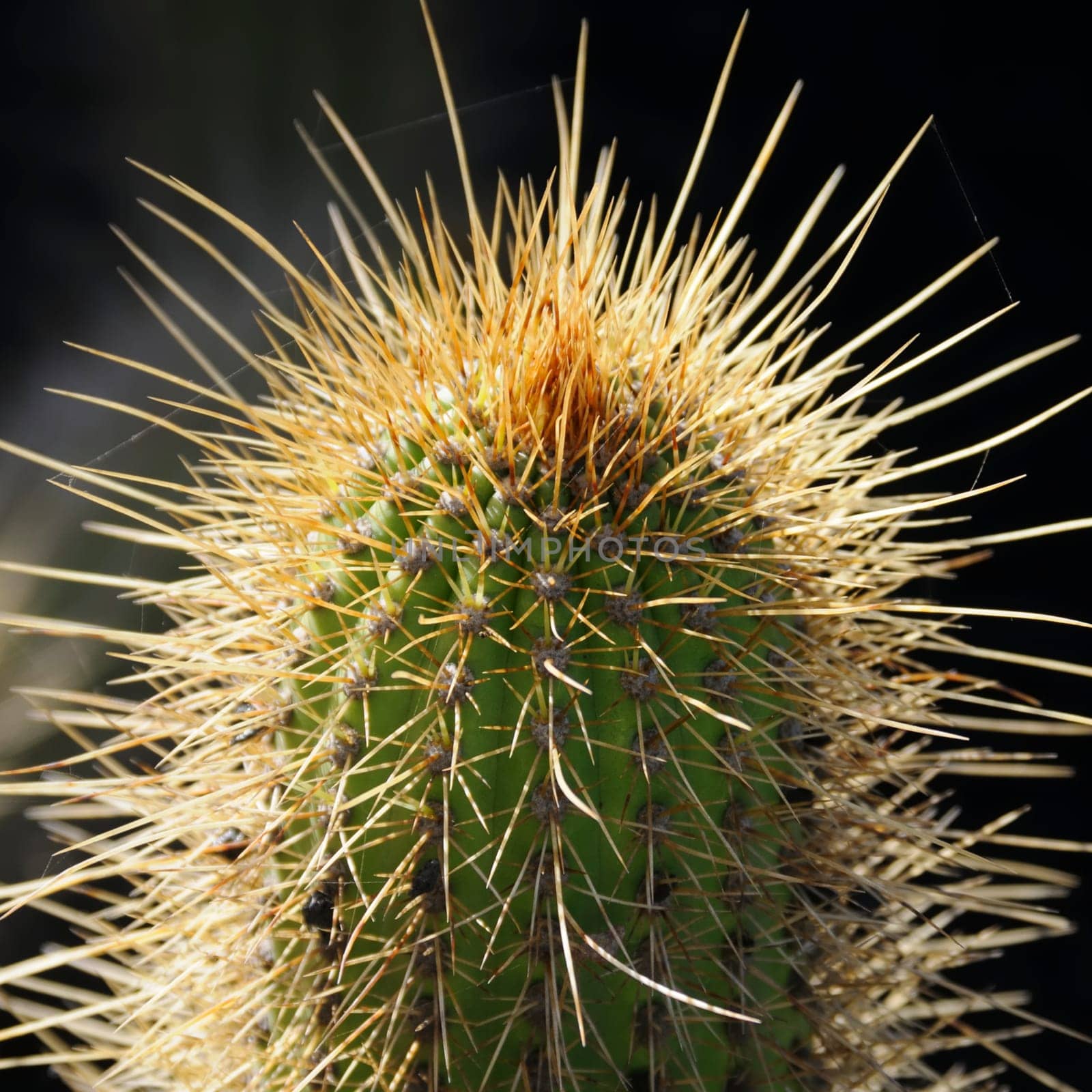cacti in the open land