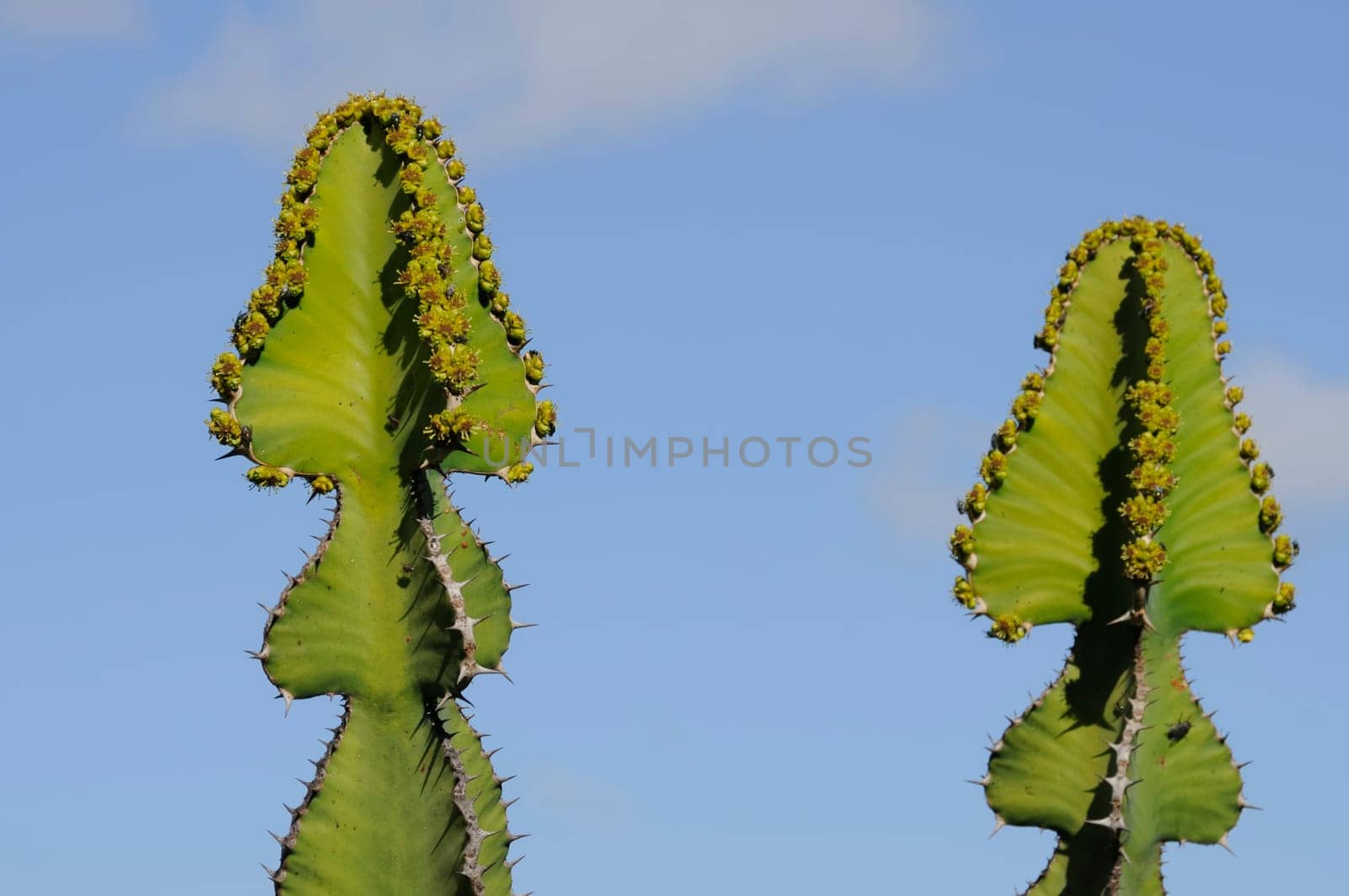 cacti in the open land