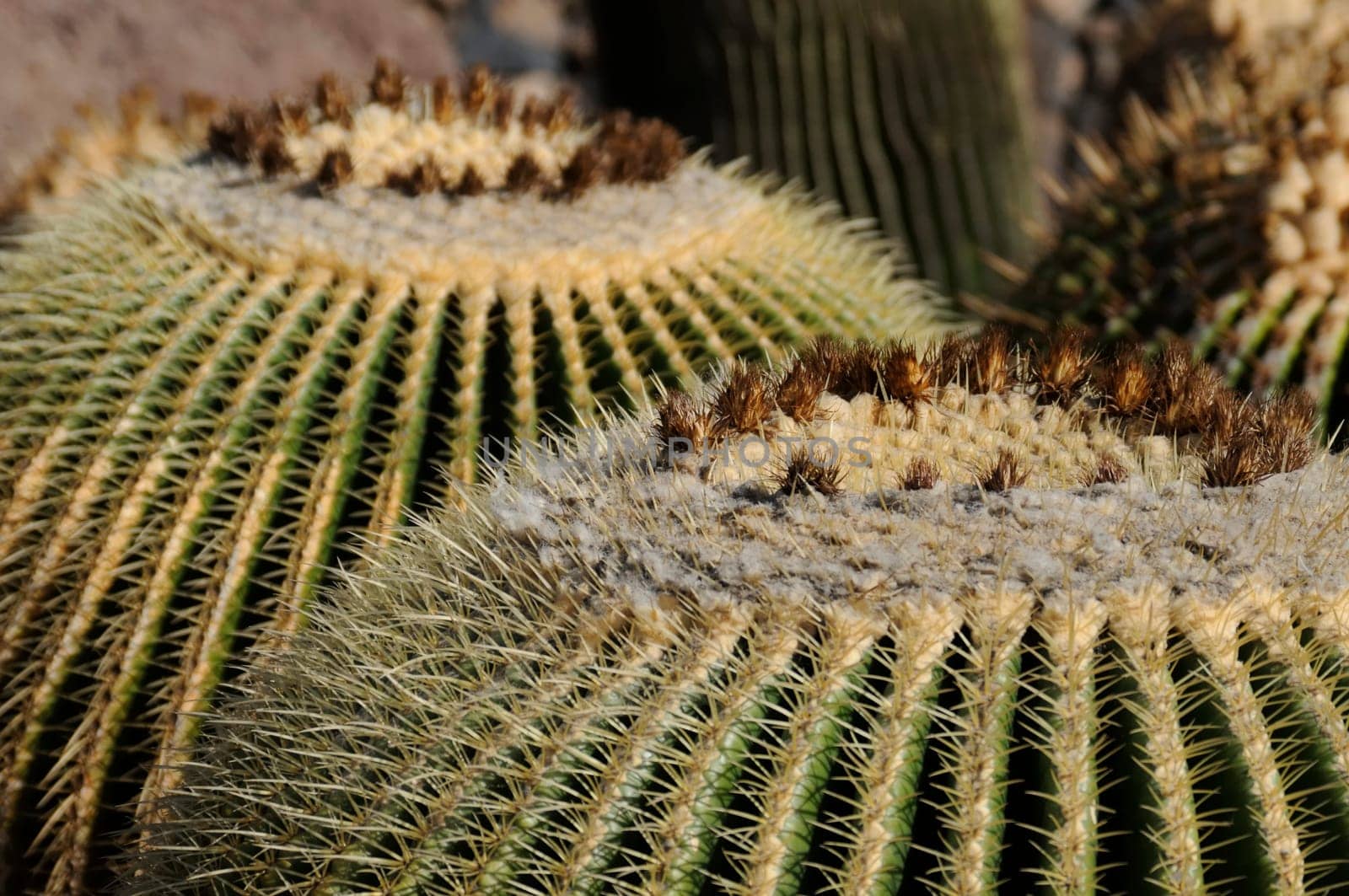 cacti in the open land