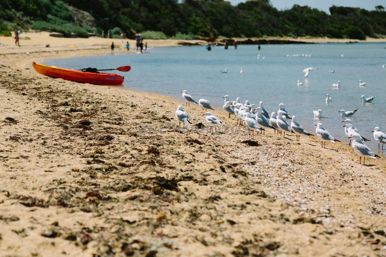 Seagulls enjoy the Melbourne weather on a beach with a small boat and people playing in the background.