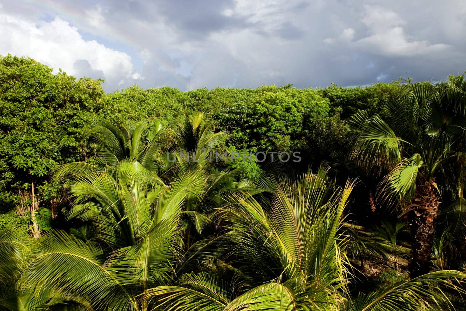 beautiful lush tropical jungle at Yucatan, Mexico