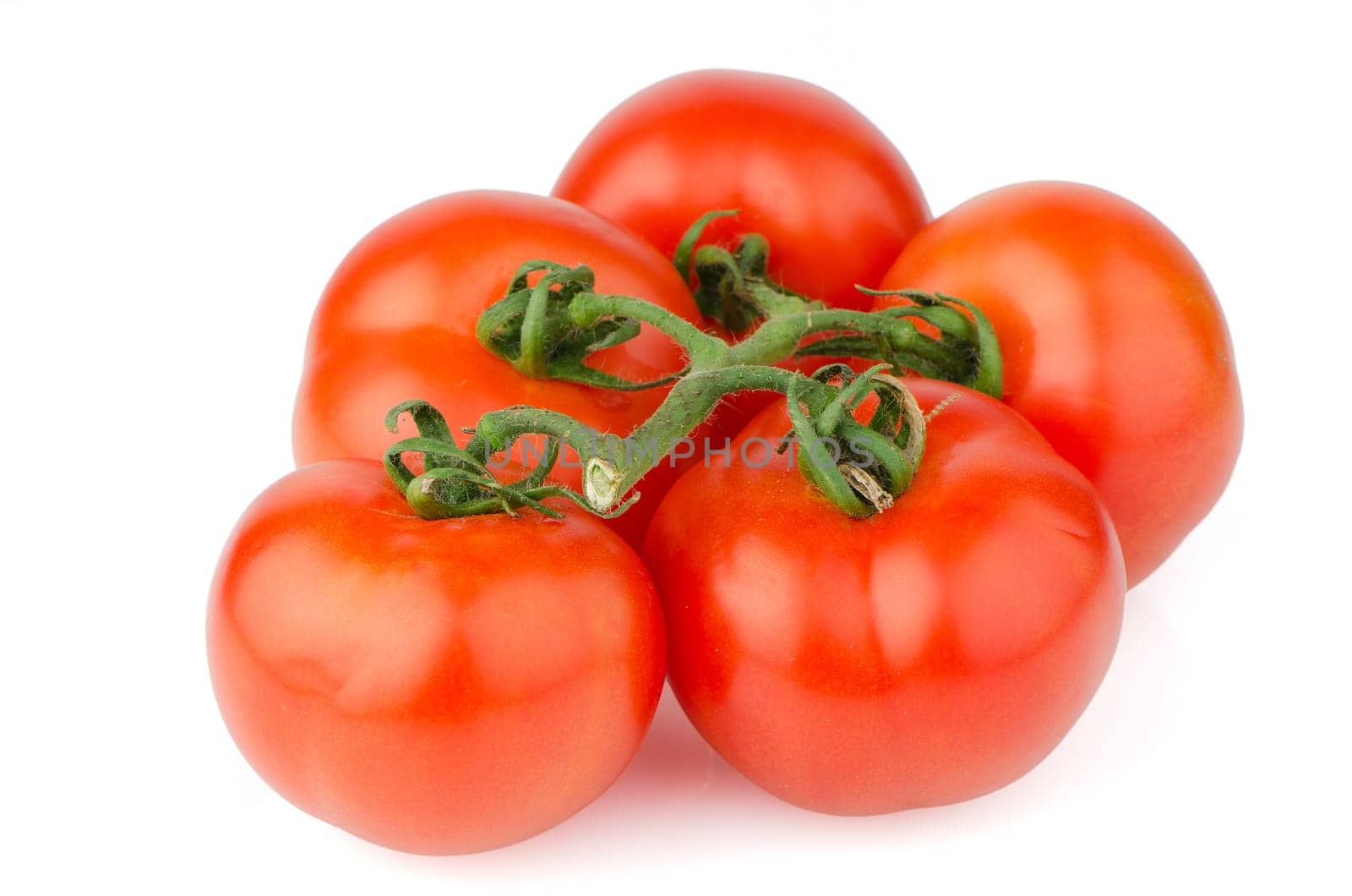 Red ripe tomato vine isolated on white background.