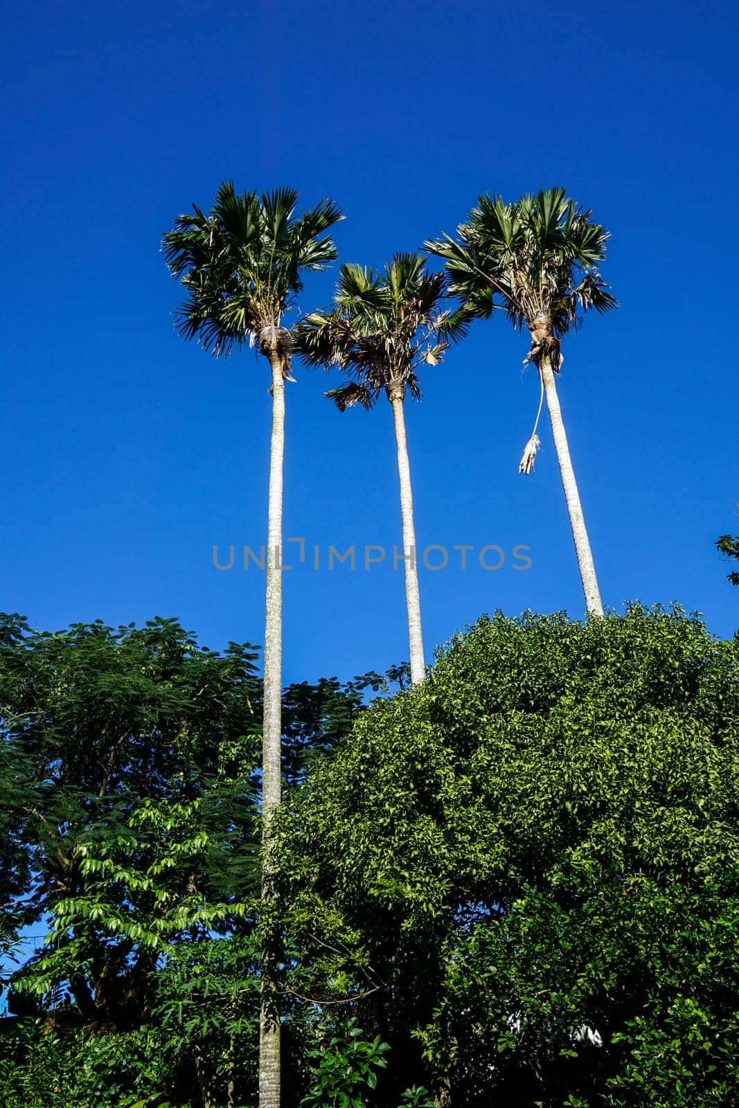Great Palm Trees with a wonderful blue Sky