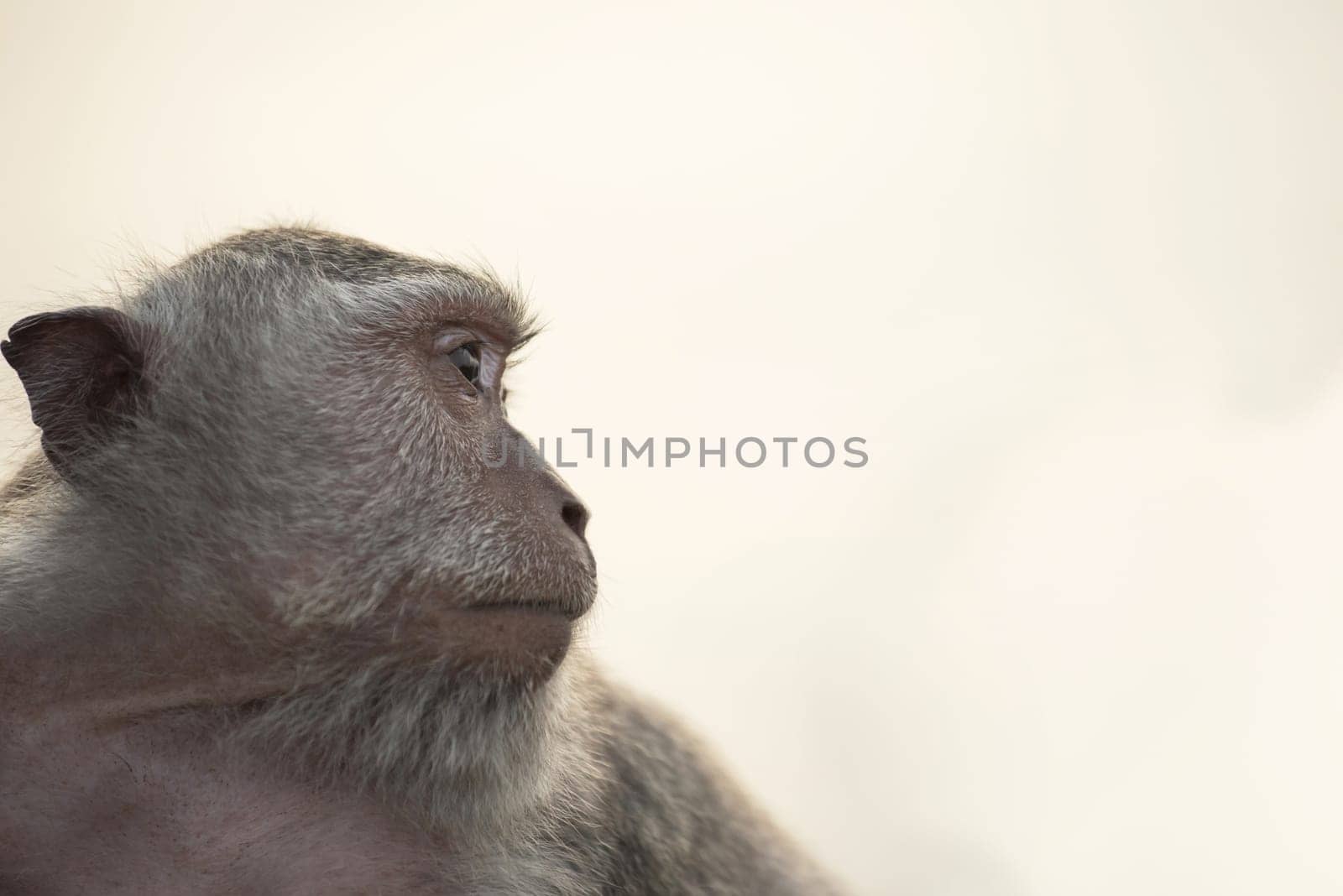 Wild monkey face profile portrait looking at distance with sky background. Wildlife conservation and animal rights campaign.