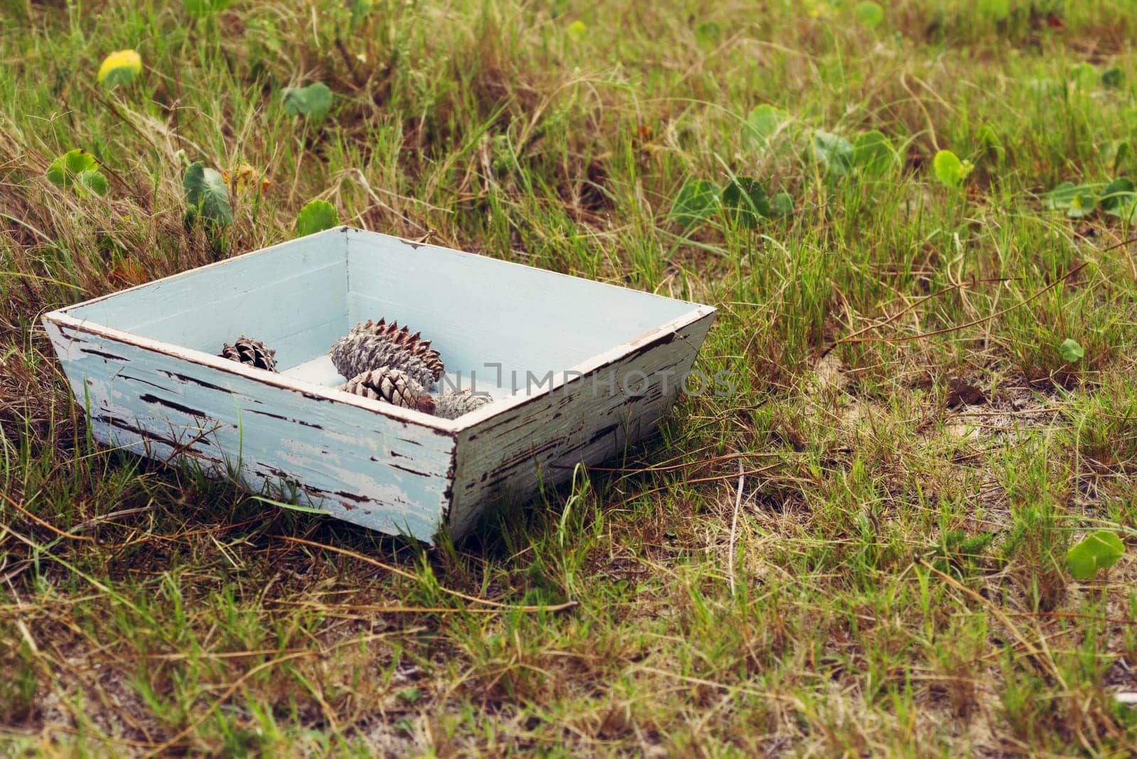 Seasonal concept composition, vintage grunge wood box with pine cones on green grass field.