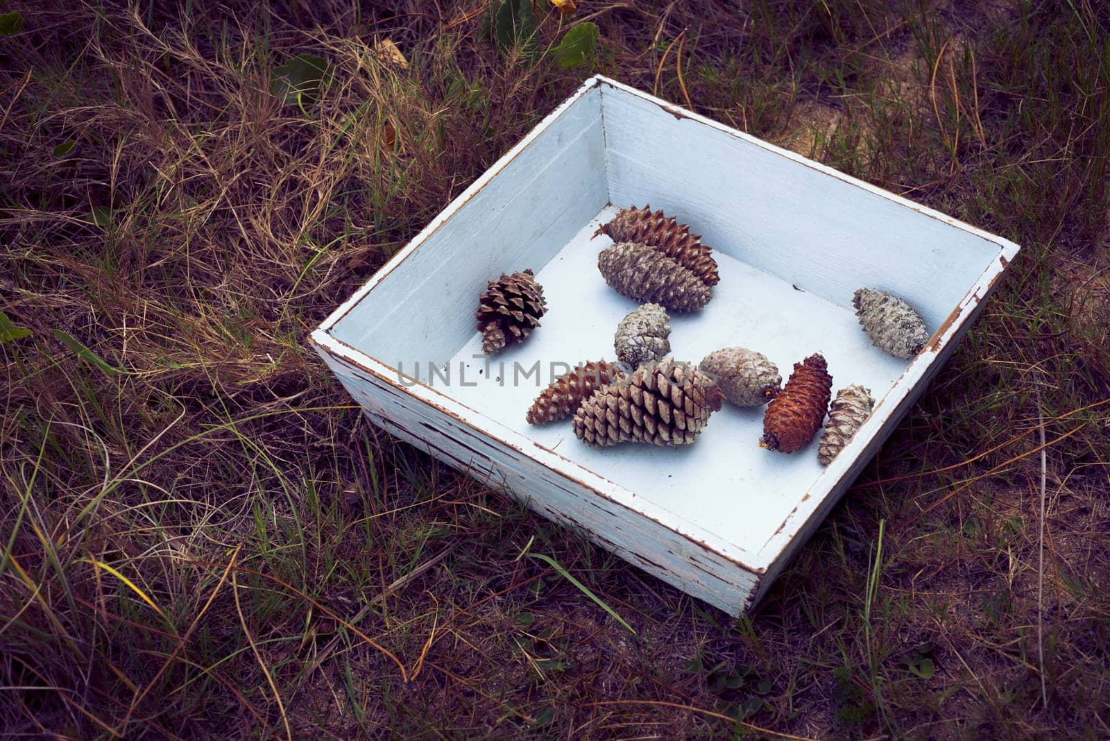 Vintage winter concept composition, grunge wood box with pine cones on wild forest grass.