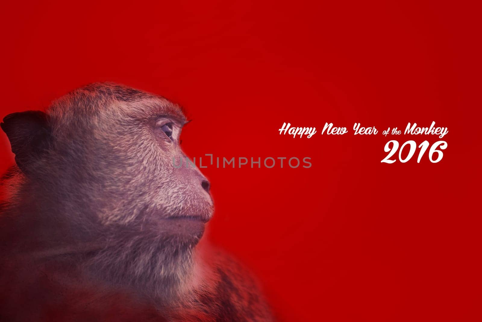 Chinese new year of the monkey design with wild ape photography and text, red color background.