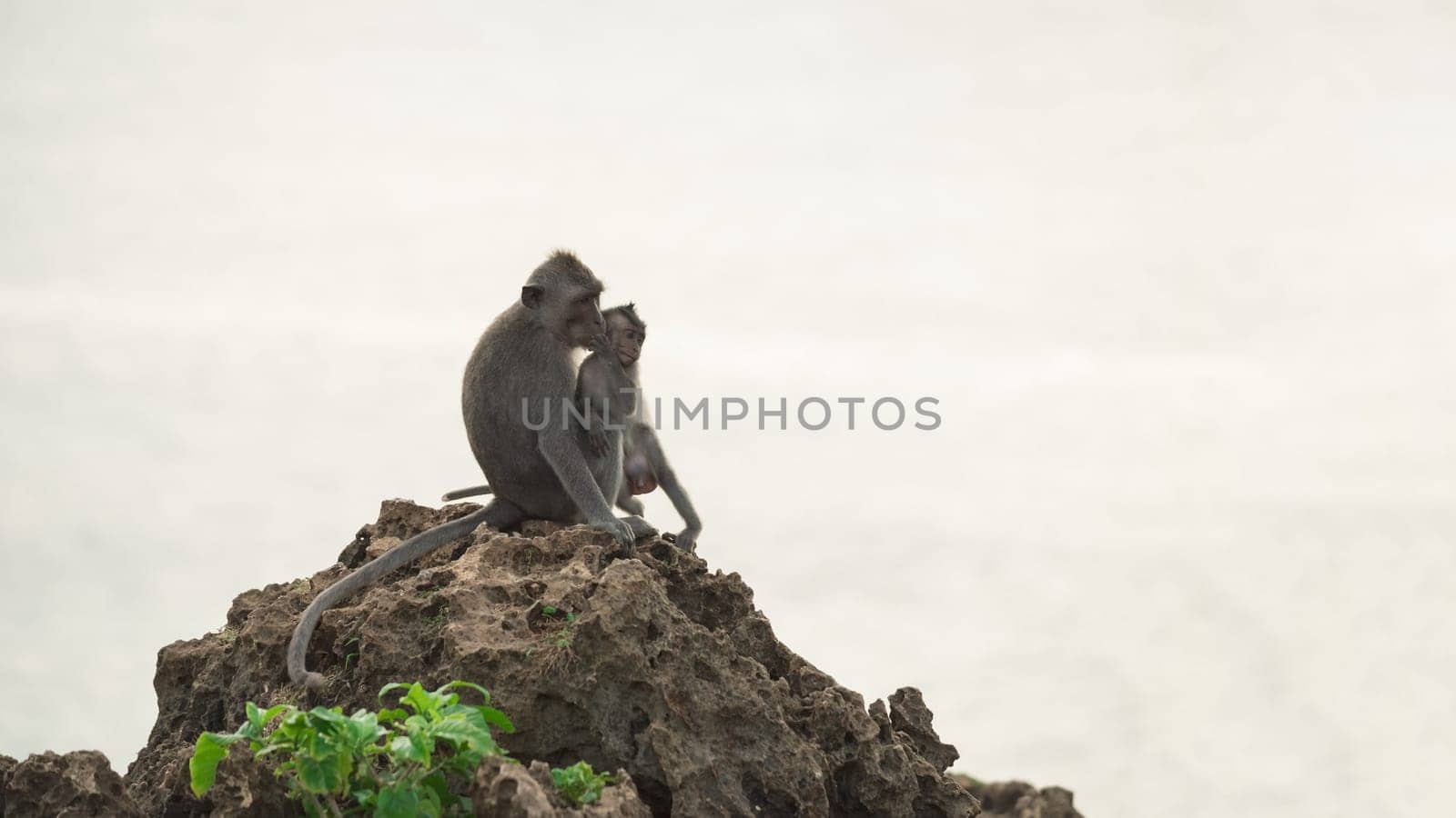 Wild monkey holding baby ape while sitting on rock in their natural habitat with sky background.