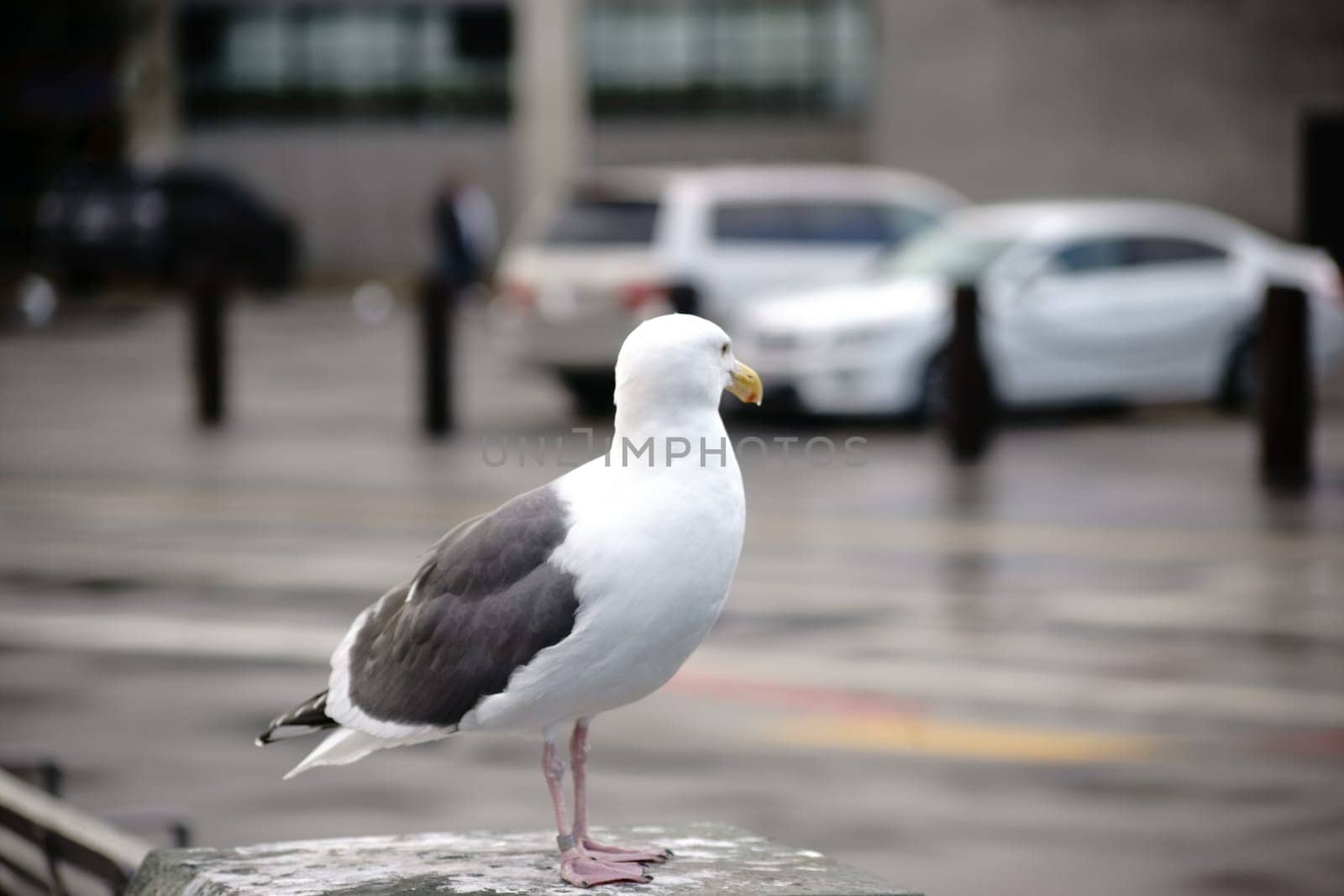 An American silver gull sits on a pillar of a busy road and monitors traffic.