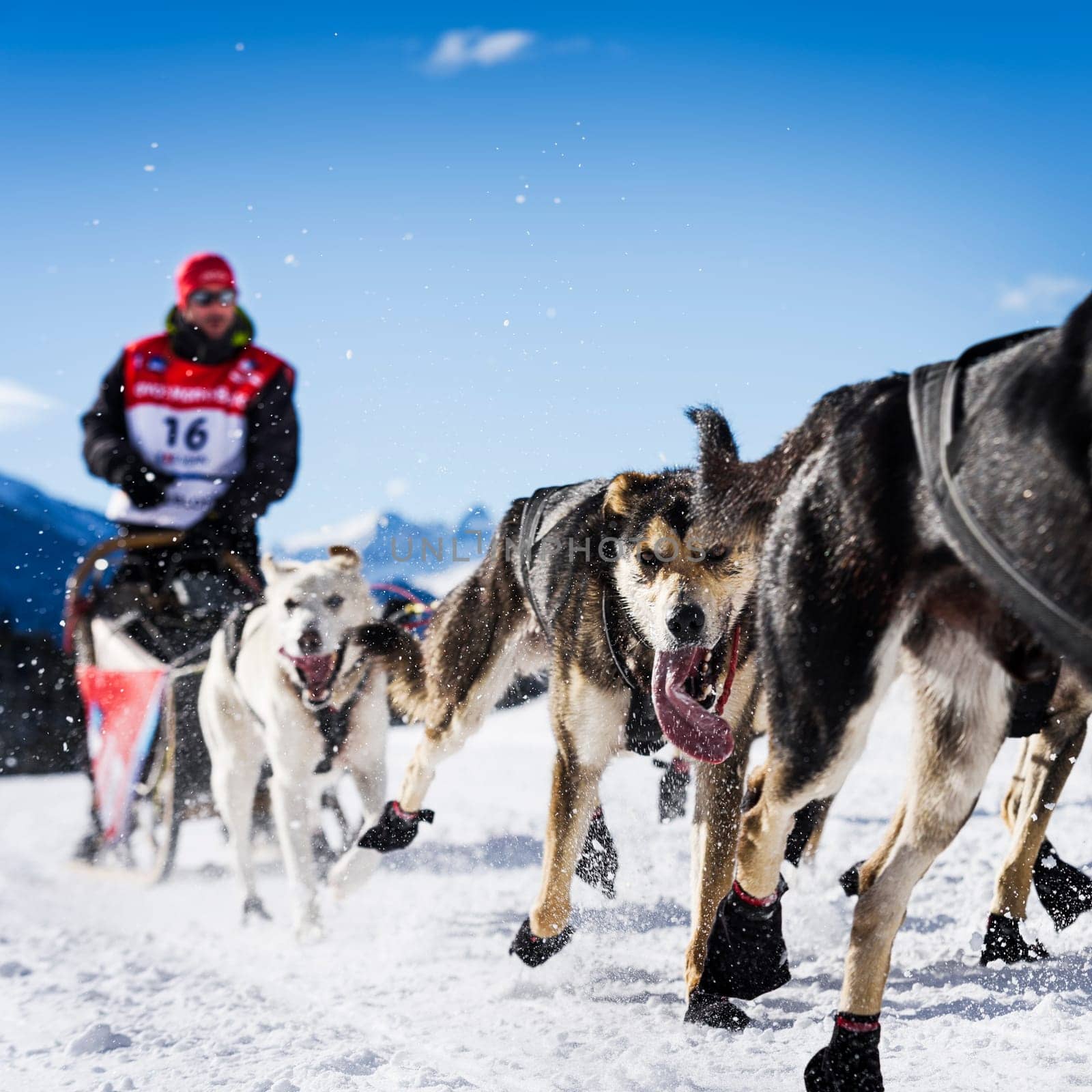 SARDIERES VANOISE, FRANCE - JANUARY 20 2016 - the GRANDE ODYSSEE the hardest mushers race in savoie Mont-Blanc, Benoit Verin, french musher, Vanoise, Alps