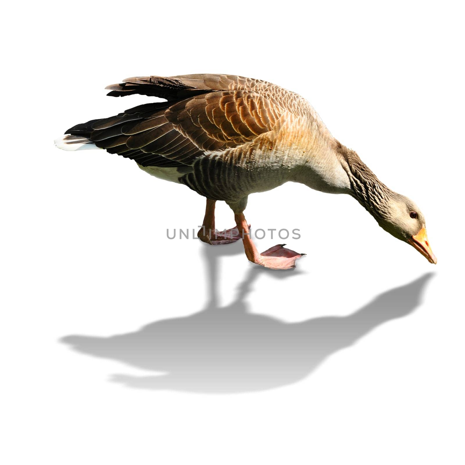 Goose in search of food