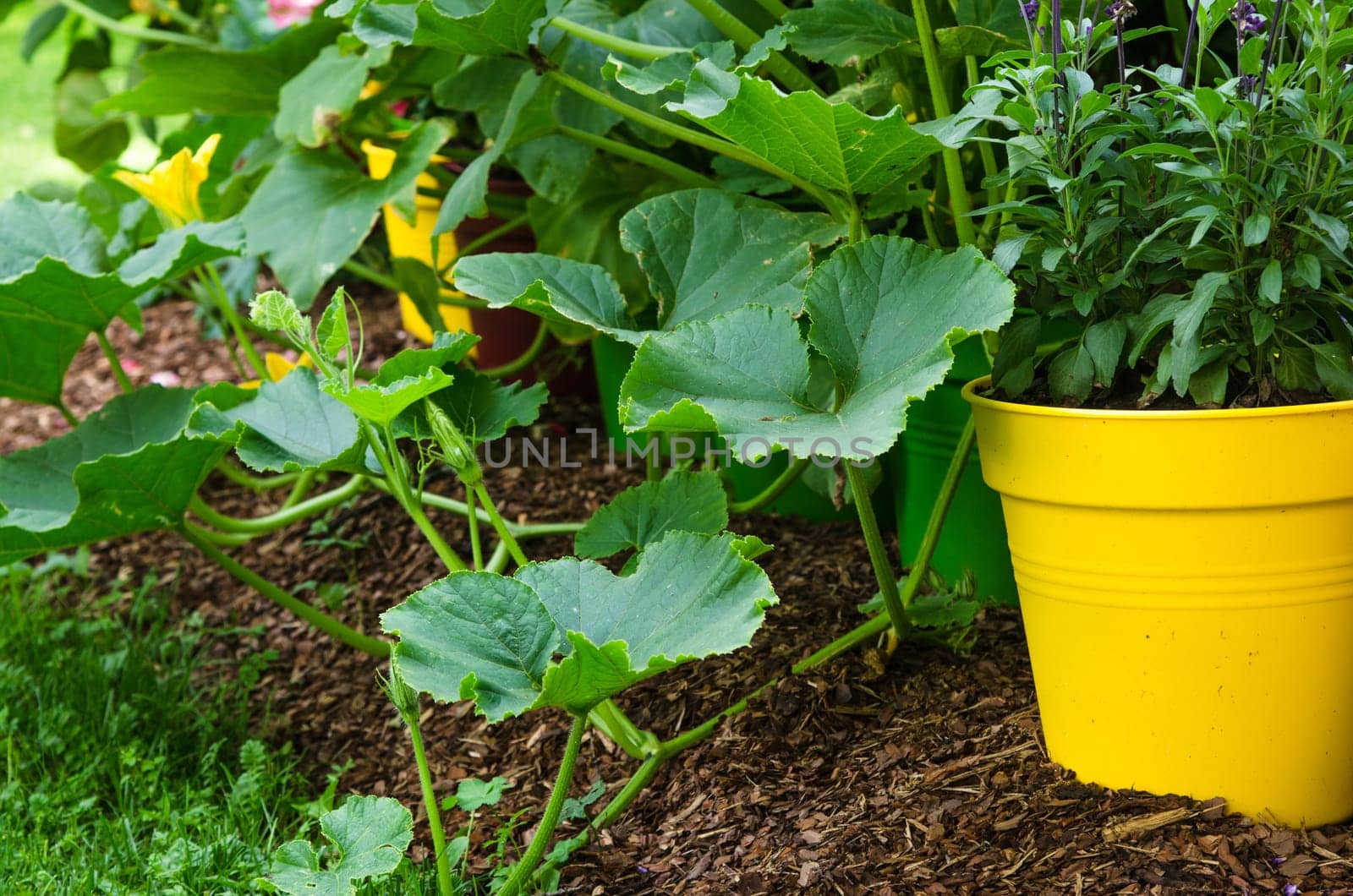 A variety of plants and vegetables grown in the garden, close up