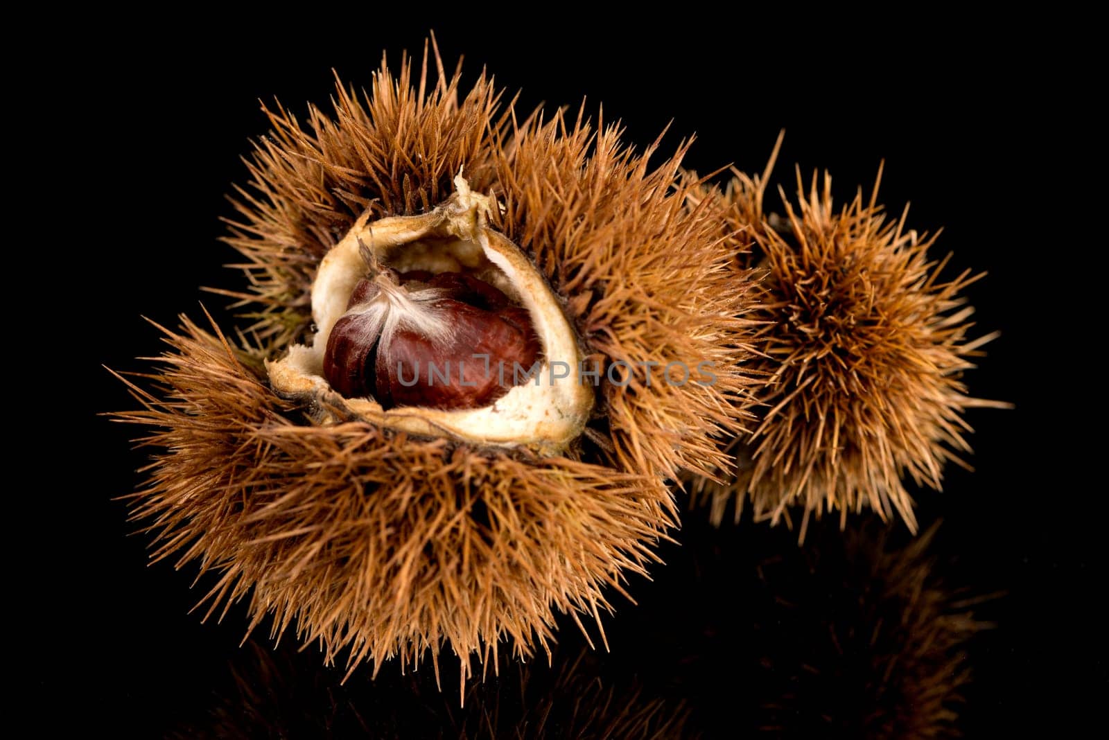 Closeup of chestnuts on a black reflective background.