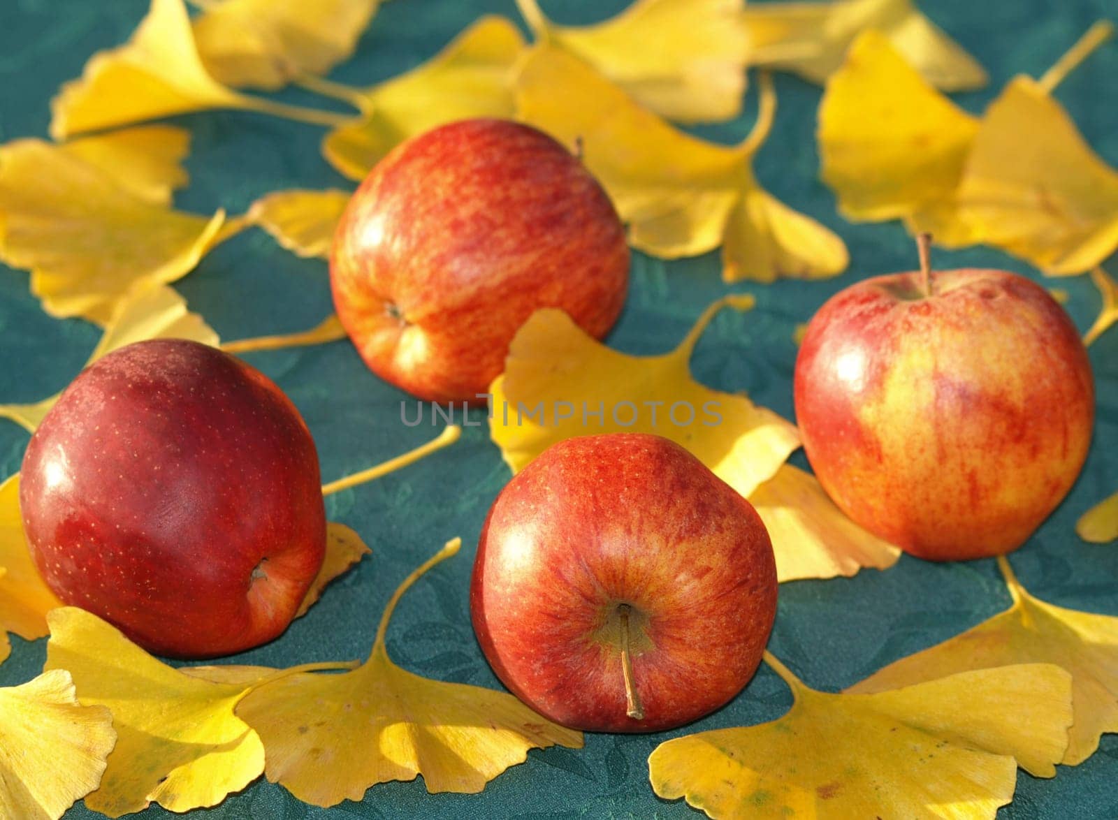 Still Life - Boskoop Apples