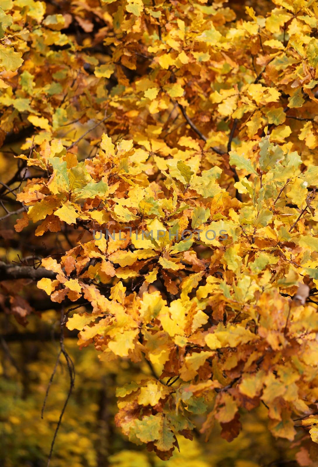 Beautiful yellow and red leaves on an autumn bush