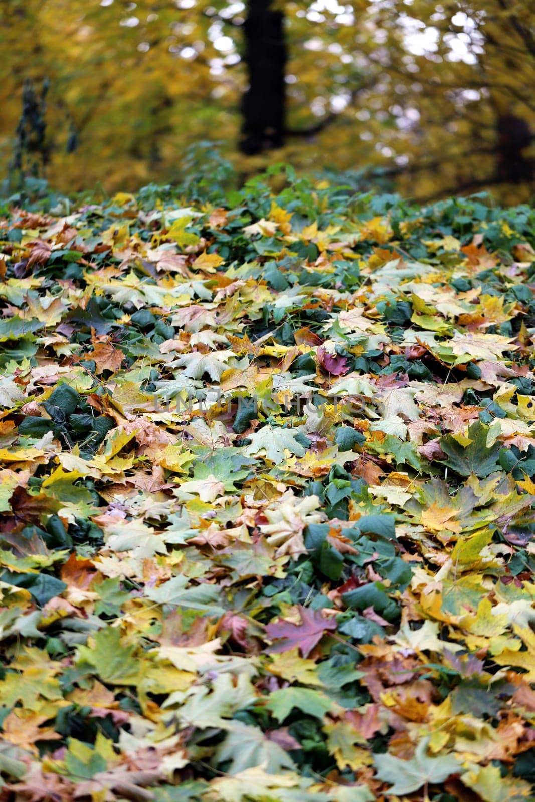Beautiful yellow and red leaves on an autumn bush