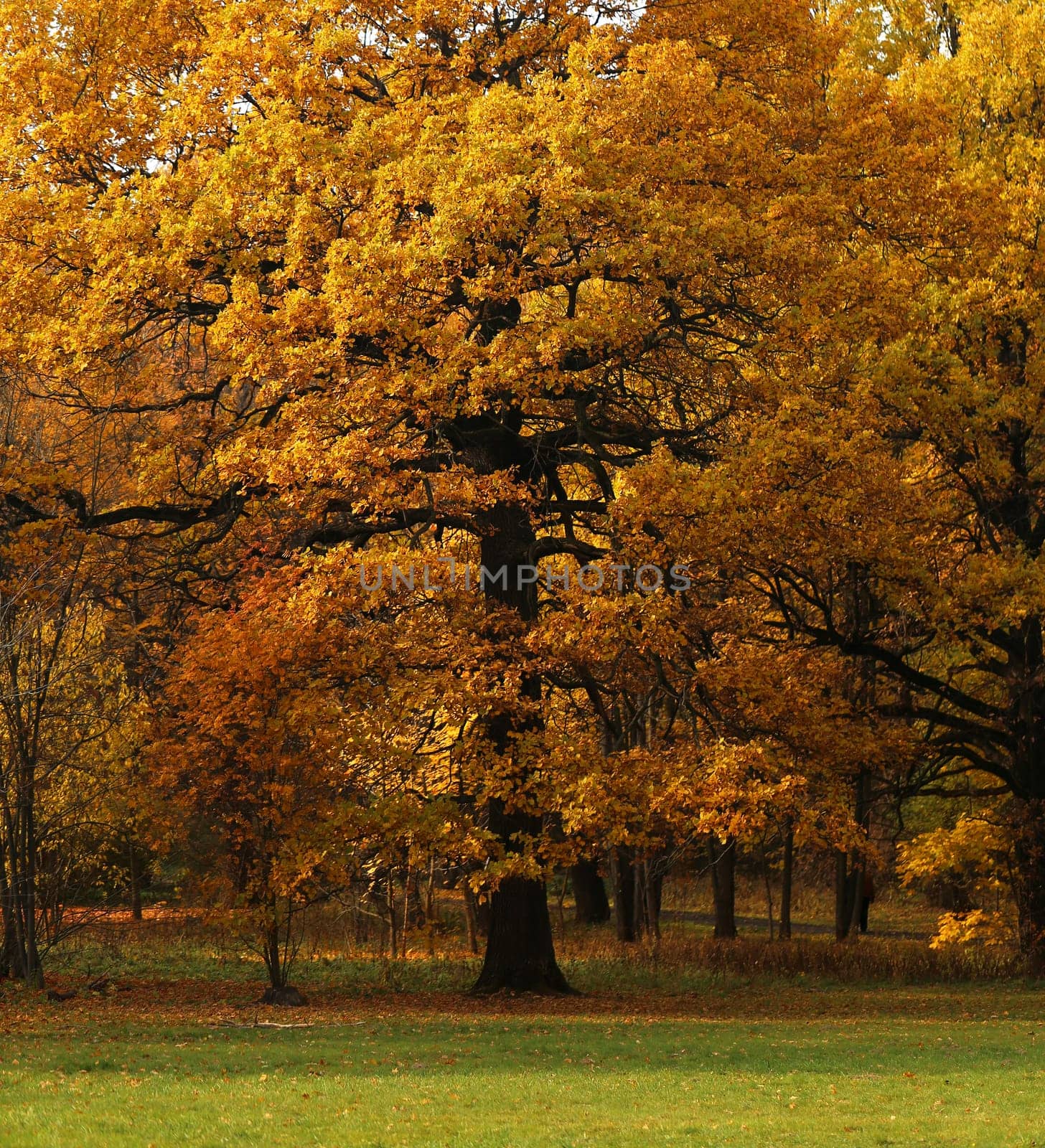 Beautiful yellow and red leaves on an autumn bush