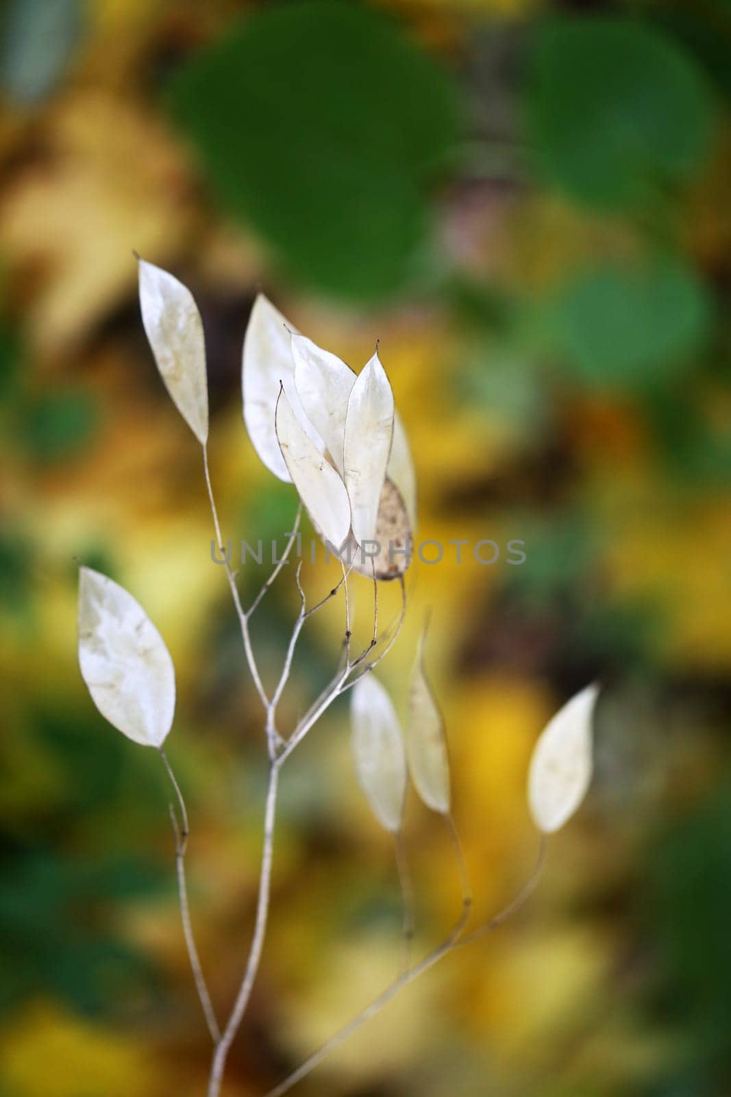 Beautiful yellow and red leaves on an autumn bush