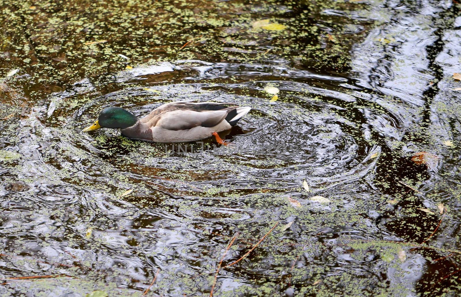 duck swims in the pond among the autumn leaves