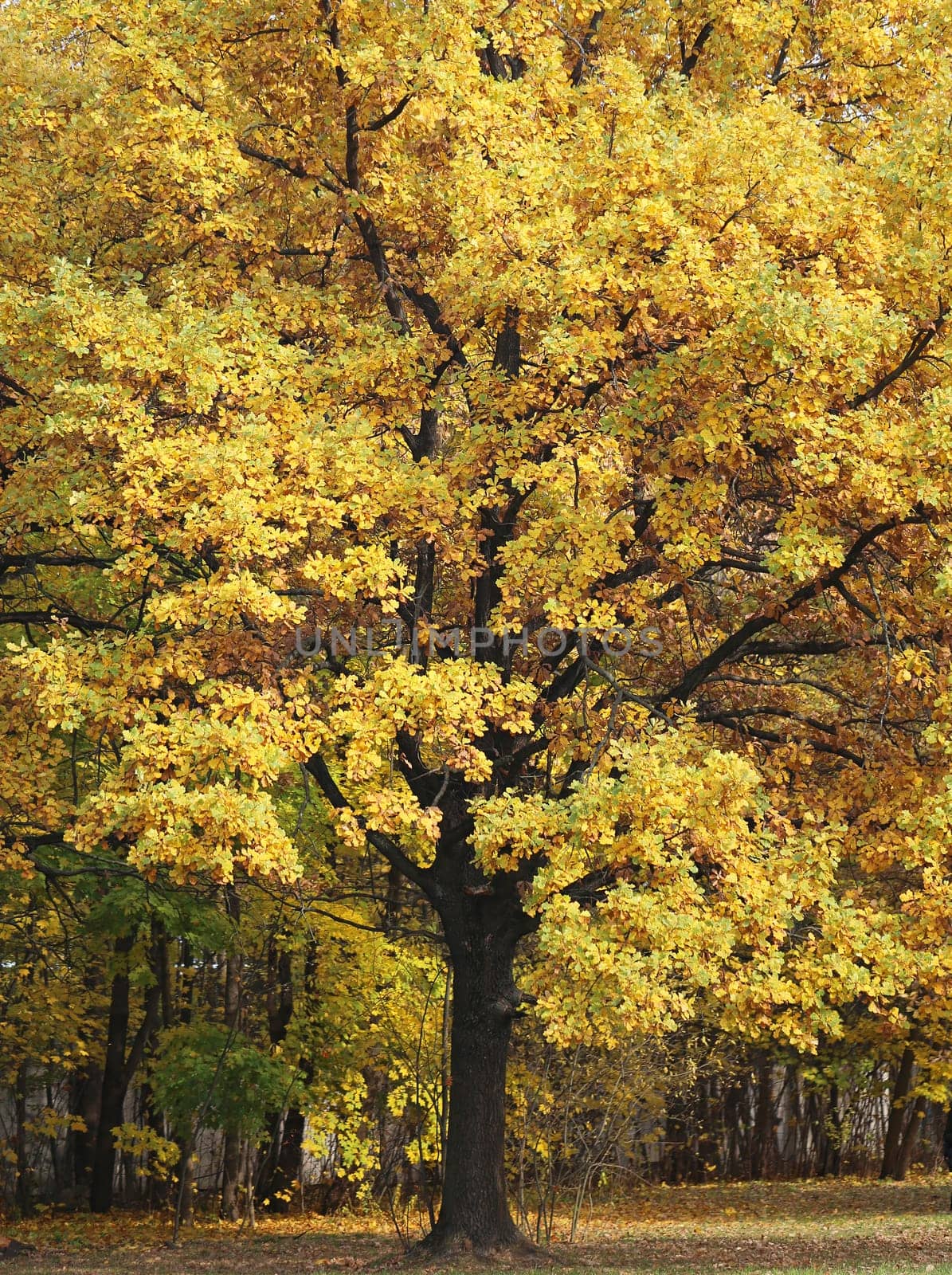 Beautiful yellow and red leaves on an autumn bush
