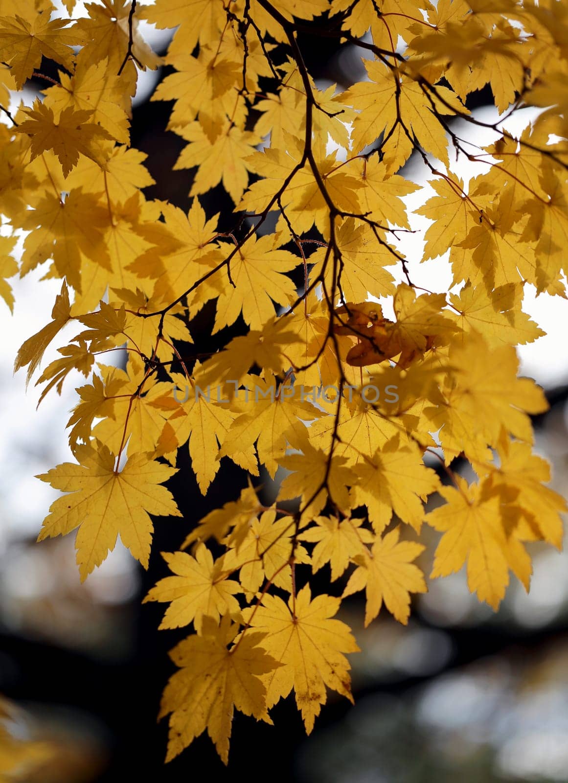 Beautiful yellow and red leaves on an autumn bush