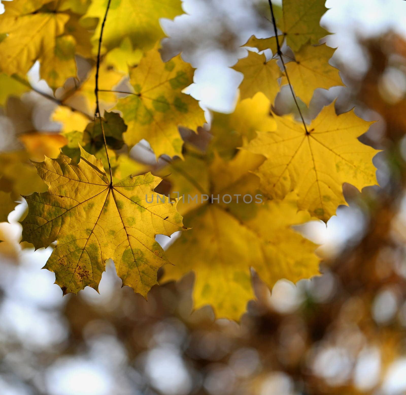 Beautiful yellow and red leaves on an autumn bush