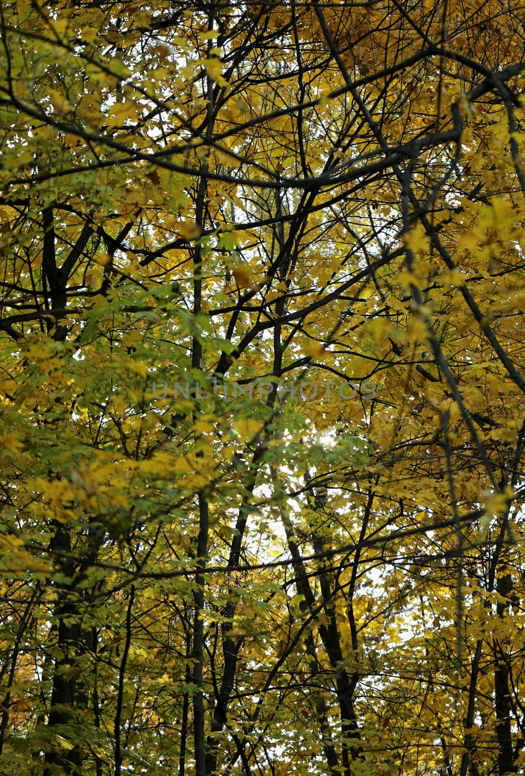 Beautiful yellow and red leaves on an autumn bush