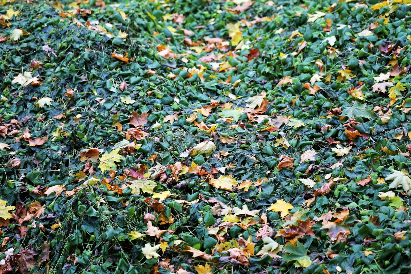 Beautiful yellow and red leaves on an autumn bush