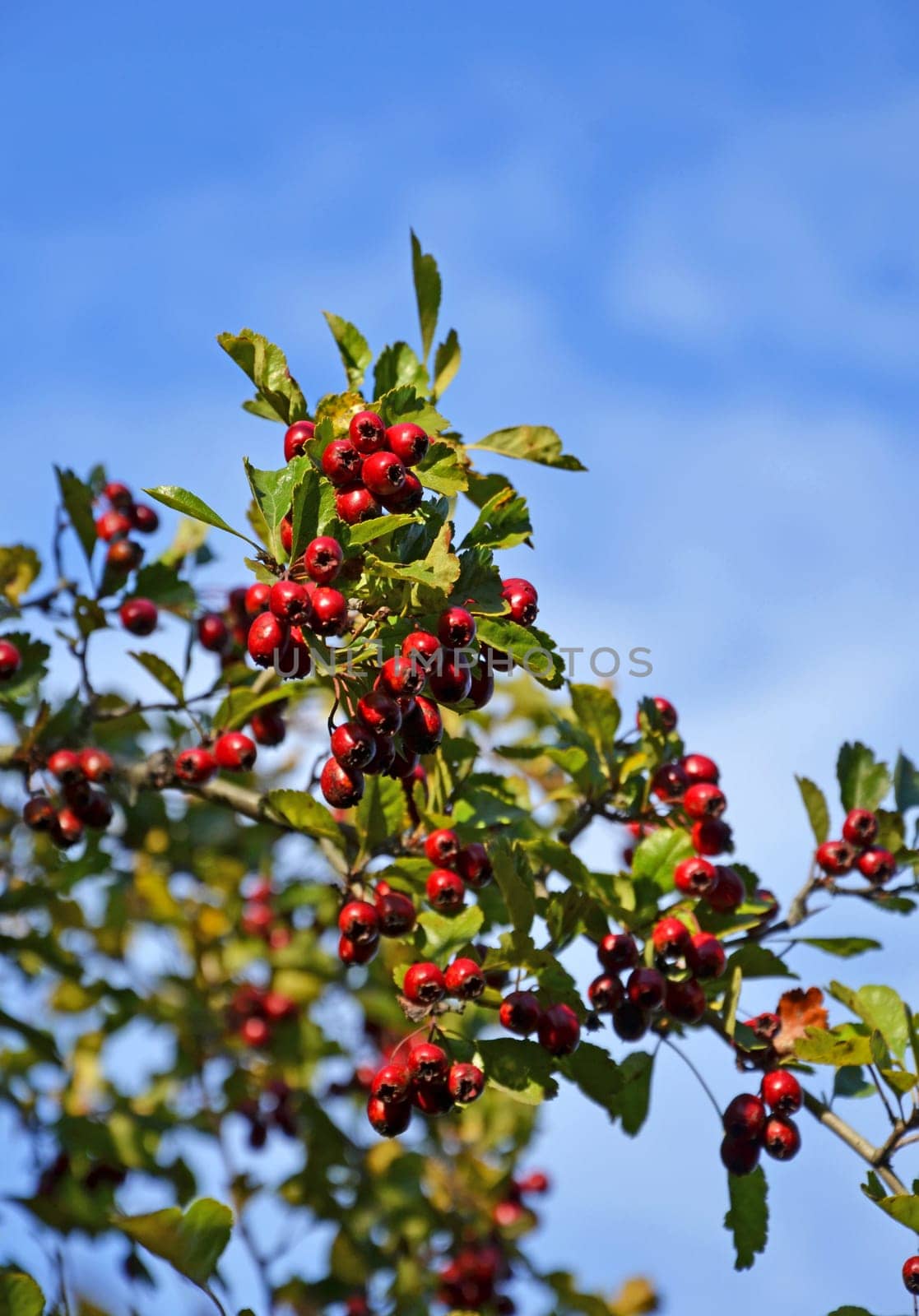 Hawthorn