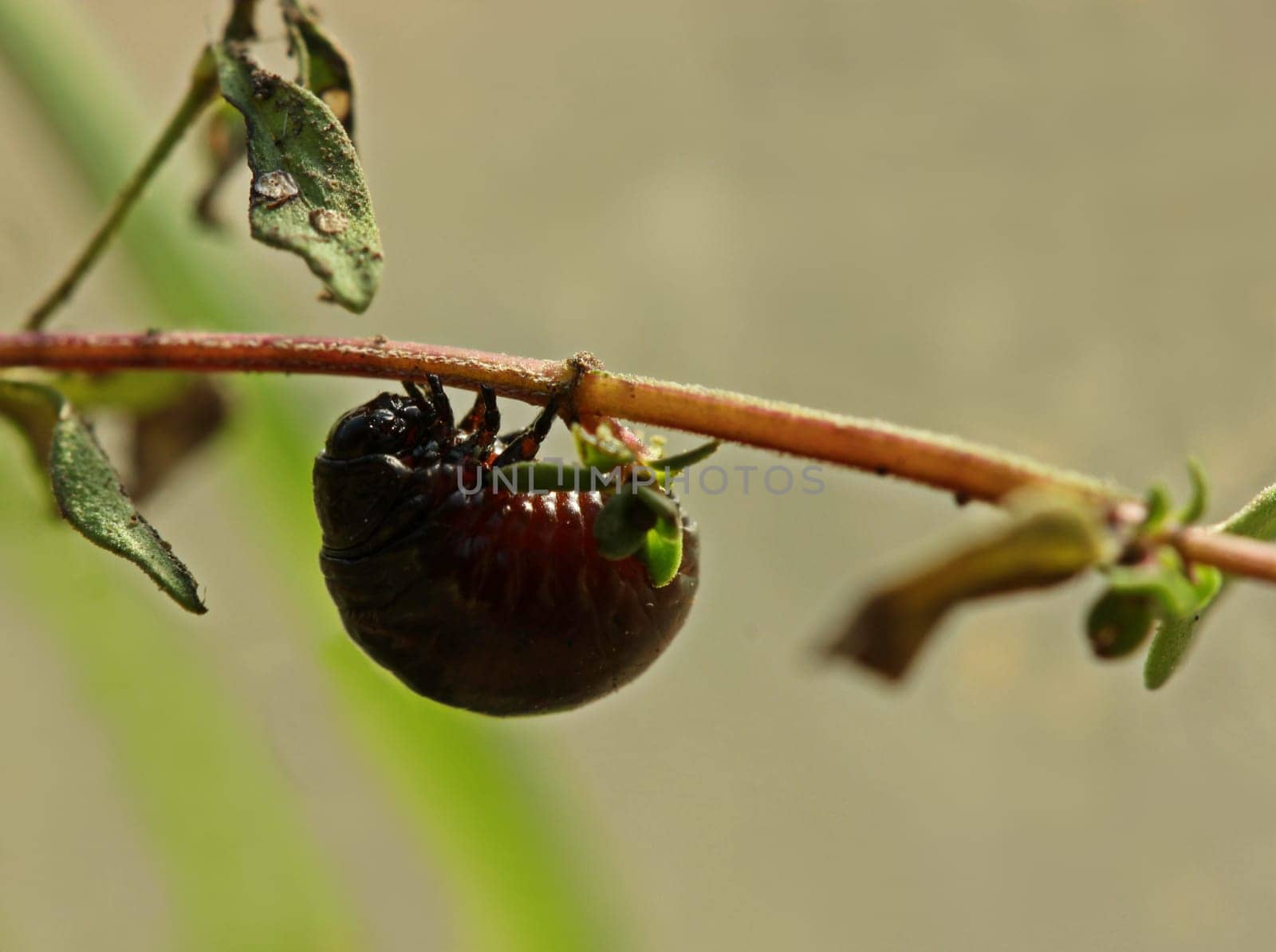 Larva of the rainbow leaf beetle (Chrysolina cerealis) on thyme