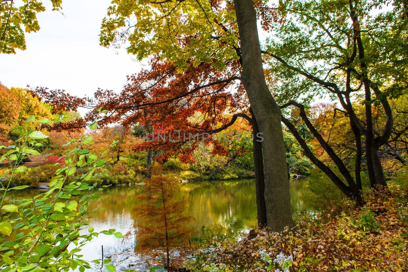 Autumn in the Central Park, New York, United States, view of the lake.
