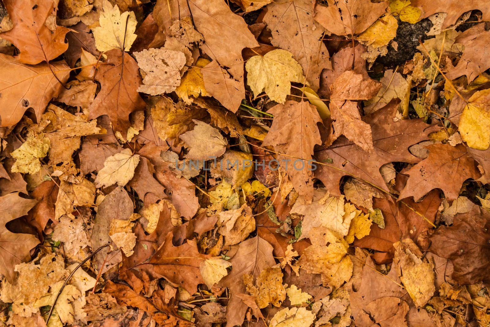 A golden autumn leaves background.