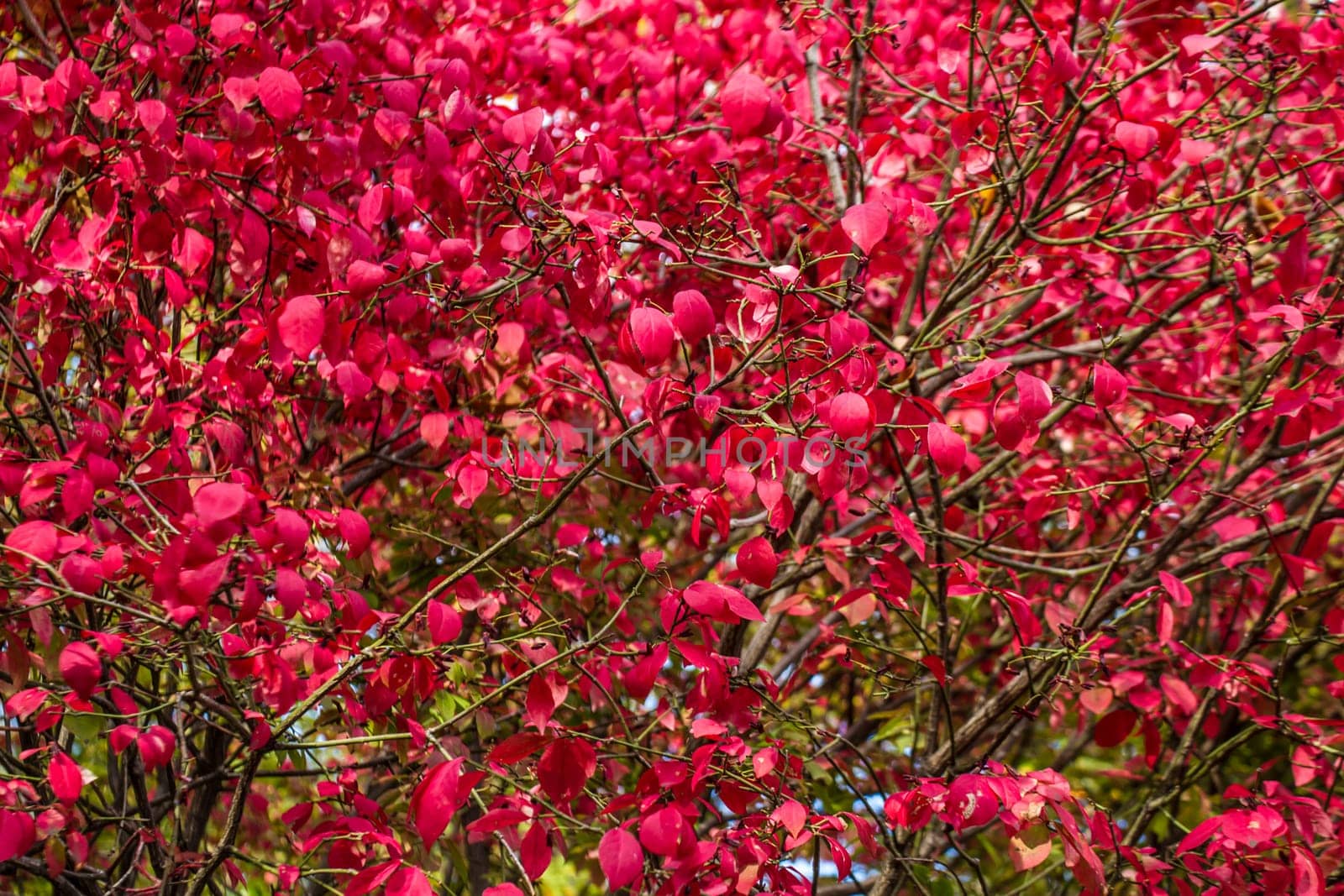Bunch of red autumn leaves background.