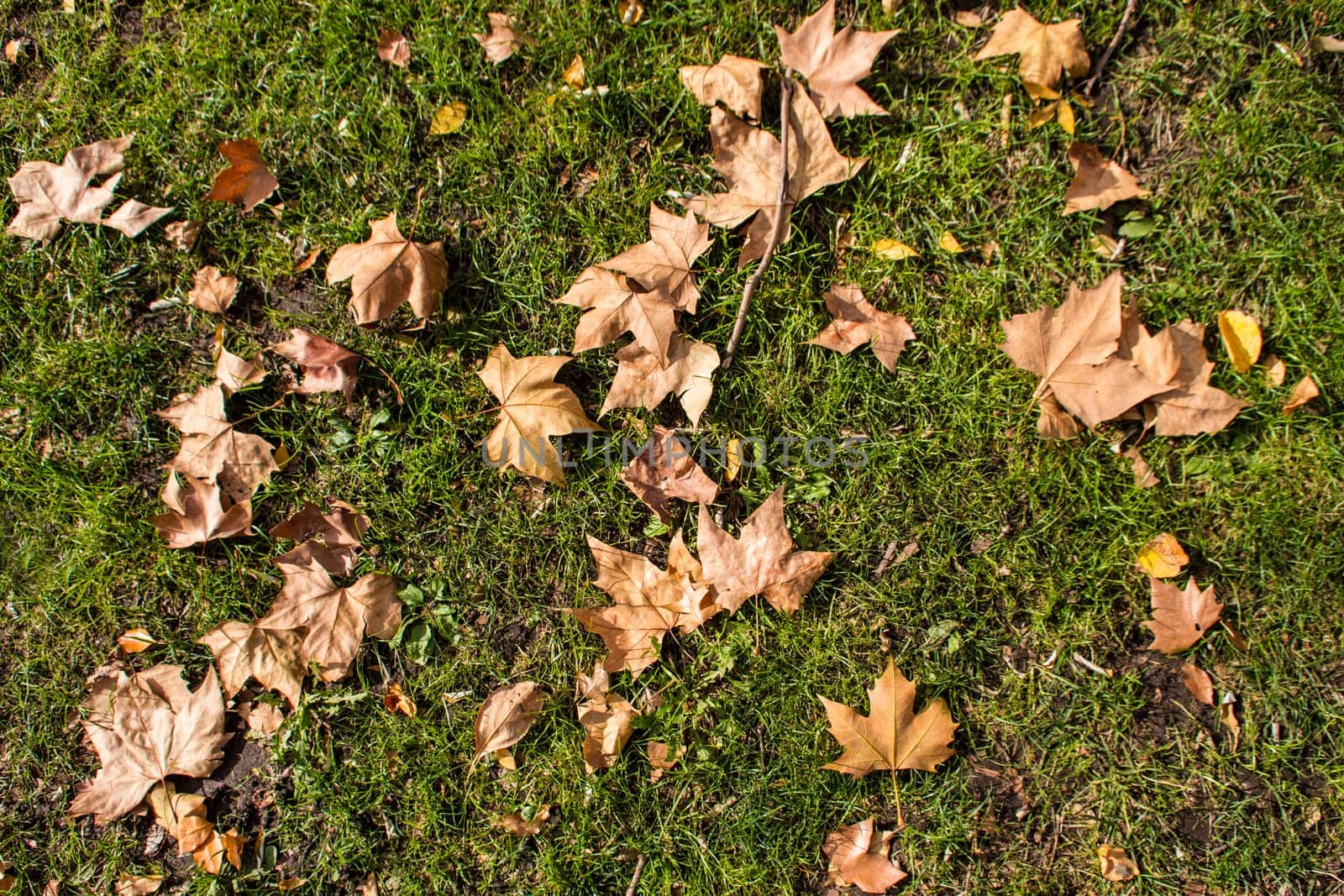 A golden autumn leaves background.