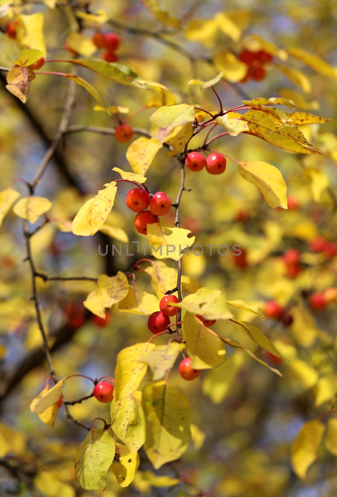 small wild apples on the apple tree is photographed close-up