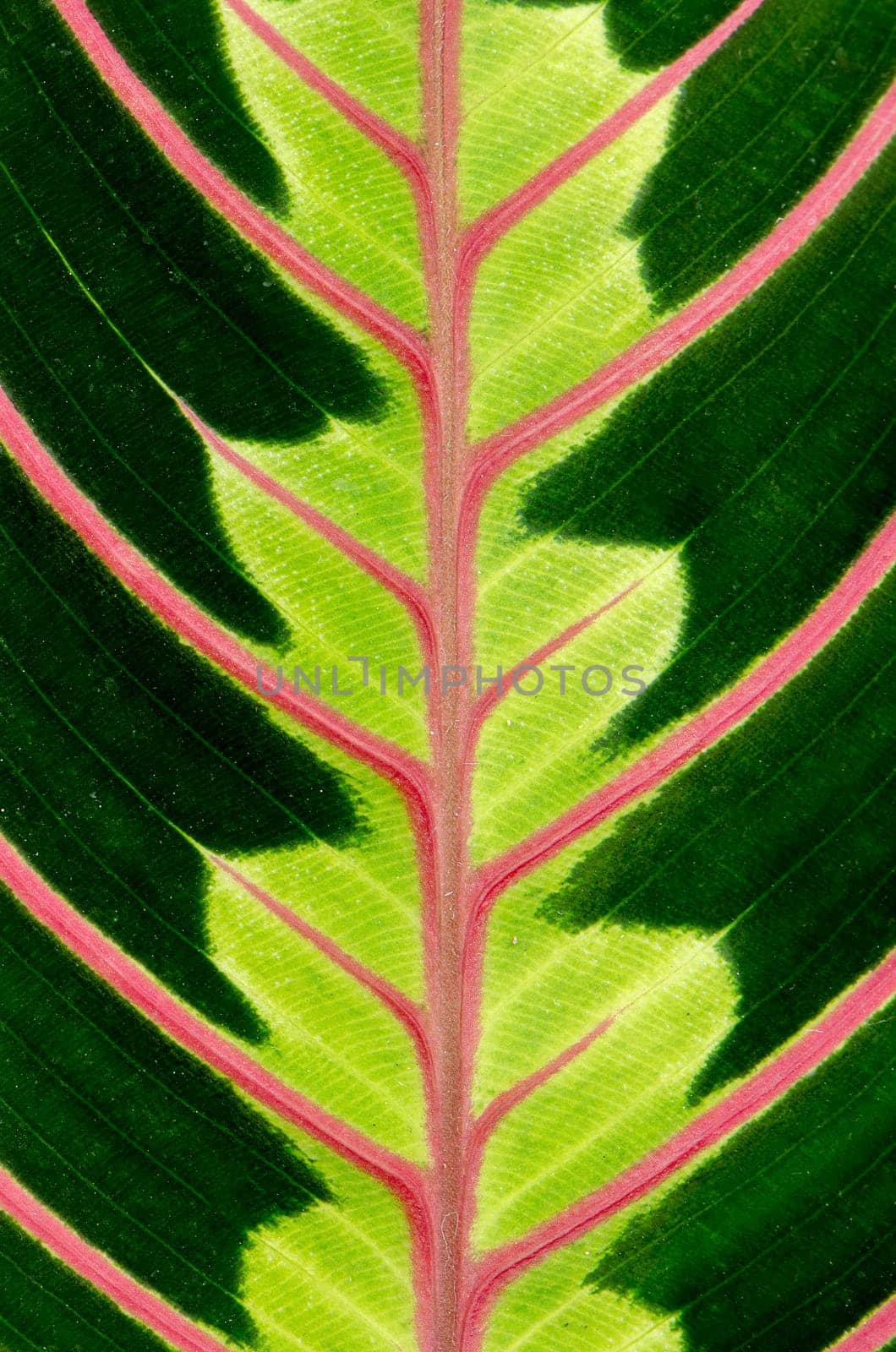 Green leaf with red veins closeup background.