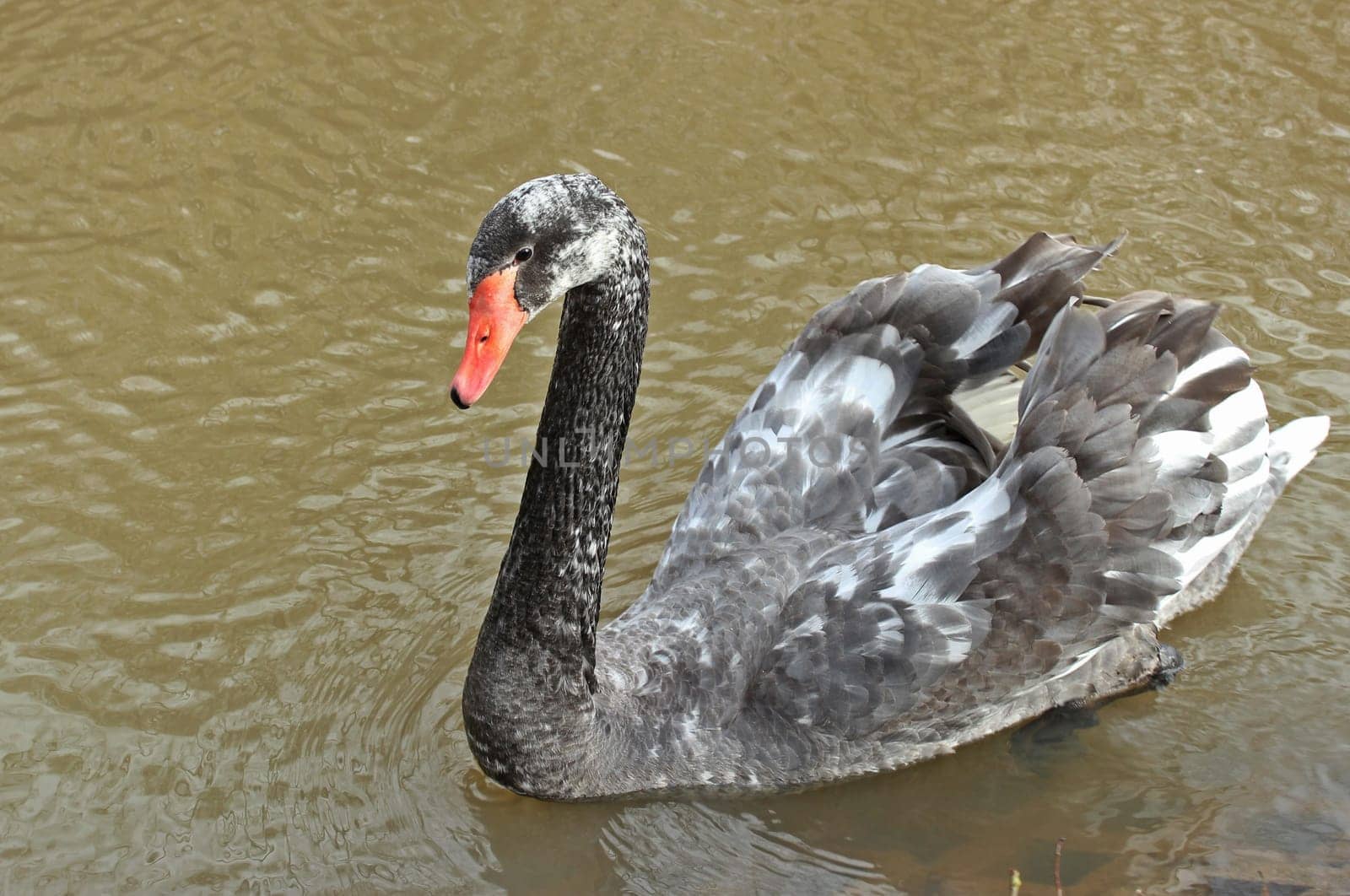 Hybrid swan (Cygnus atratus x Cygnus olor),cross between humpback swan (C.olor) and mourning swan (C.atratus)