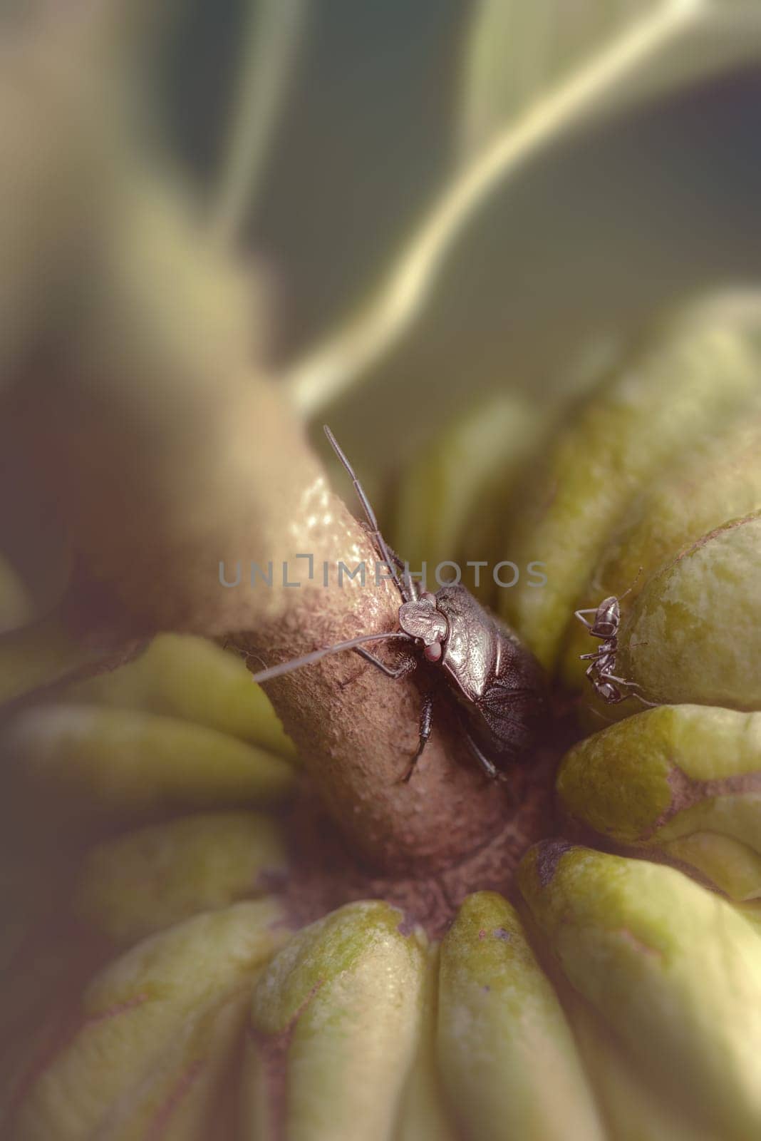 Insects in the sugar apple.