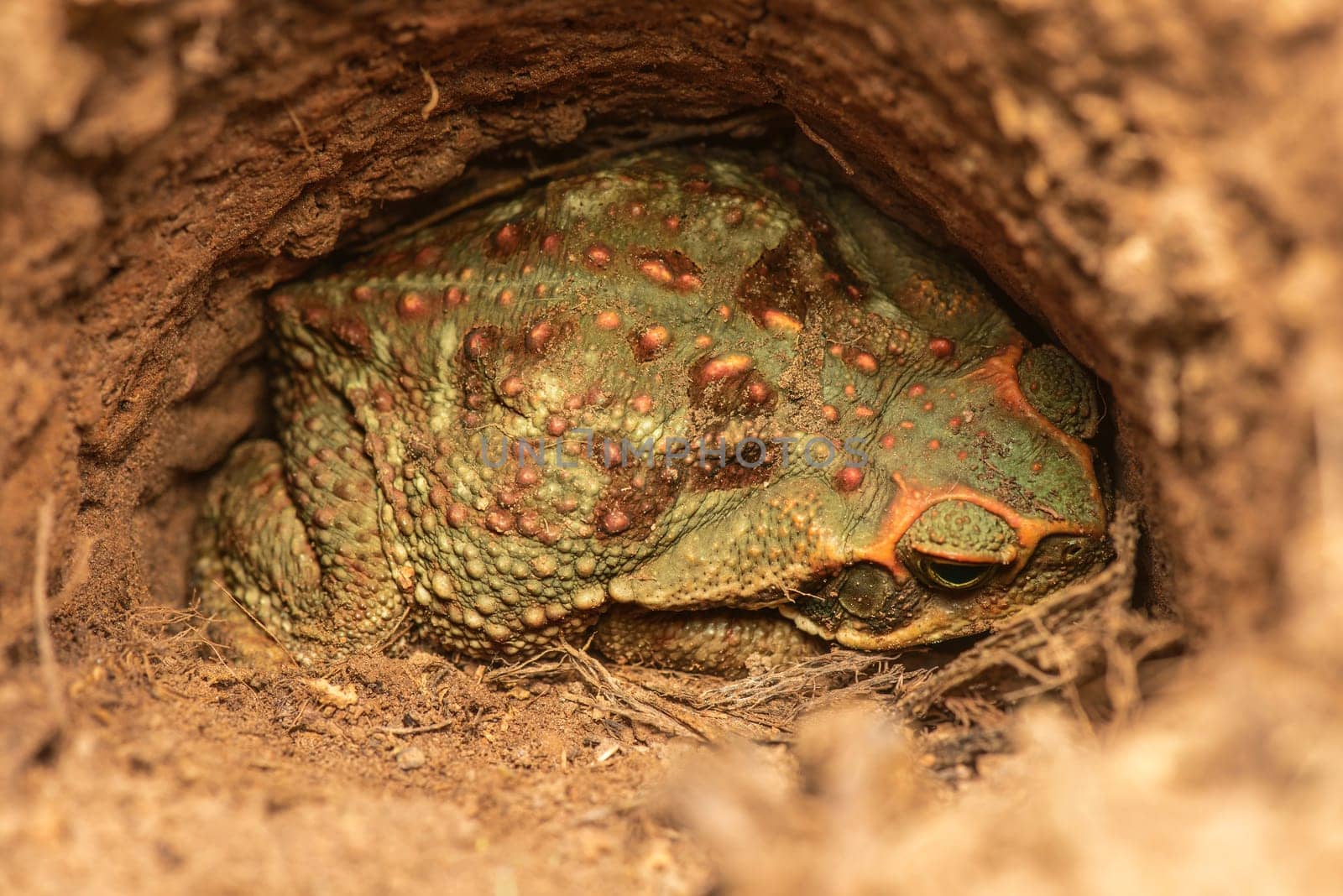 Giant toad hiding in a hole.
