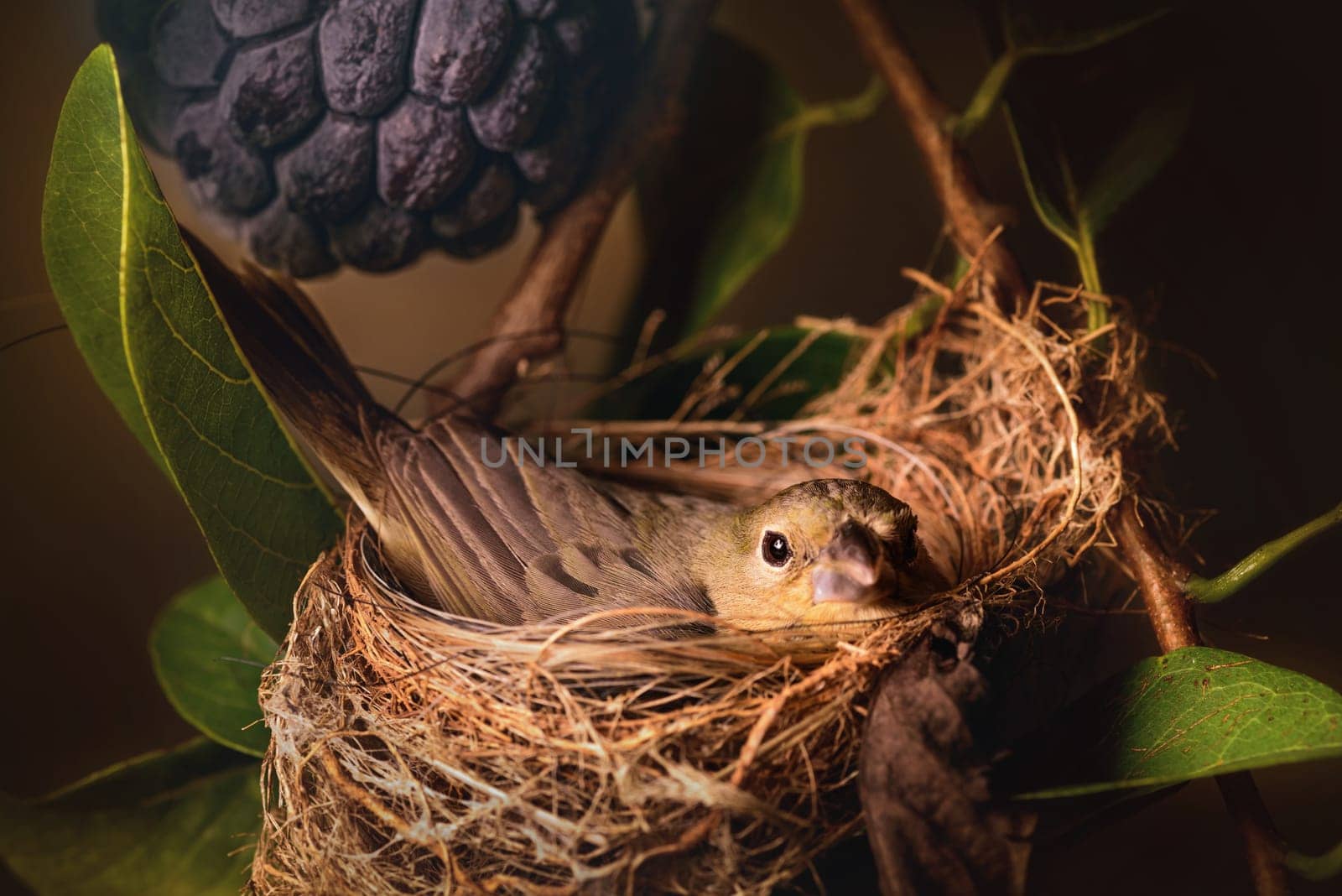 Mother bird caring for the eggs in the nest of a tree.