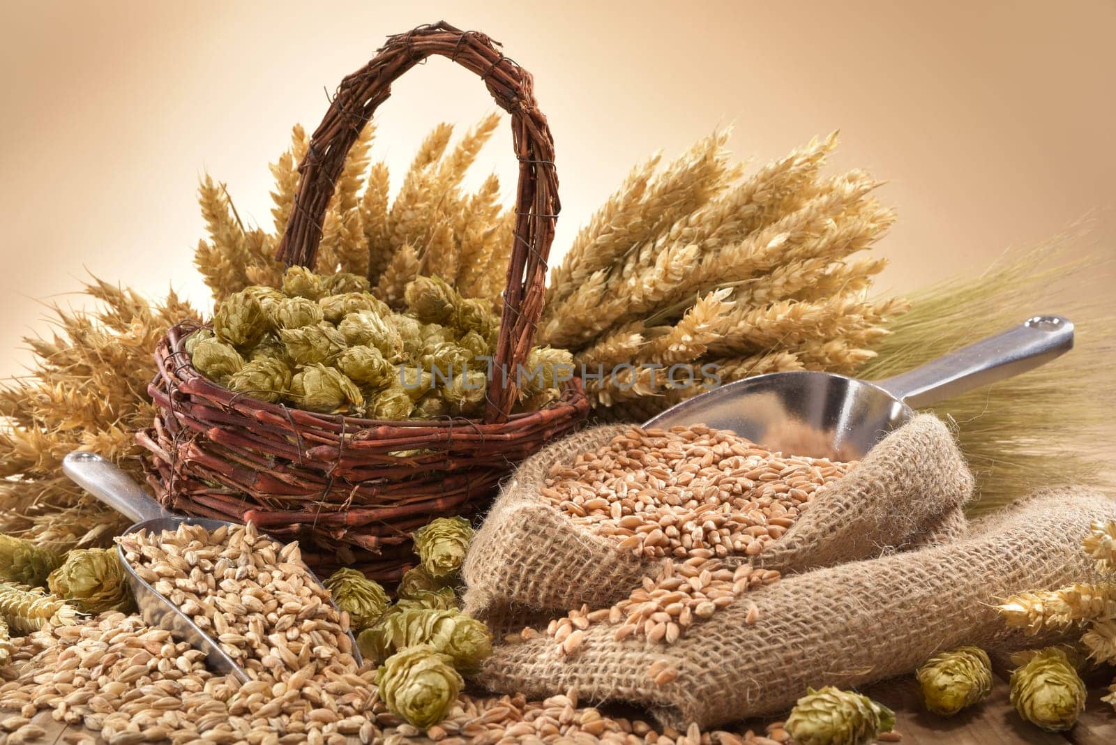 Beer ingredients - wheat,barley,hops and malt