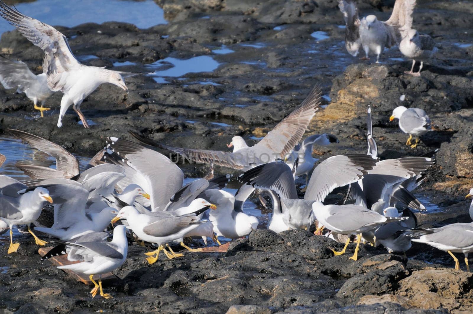 gull on lanzarote