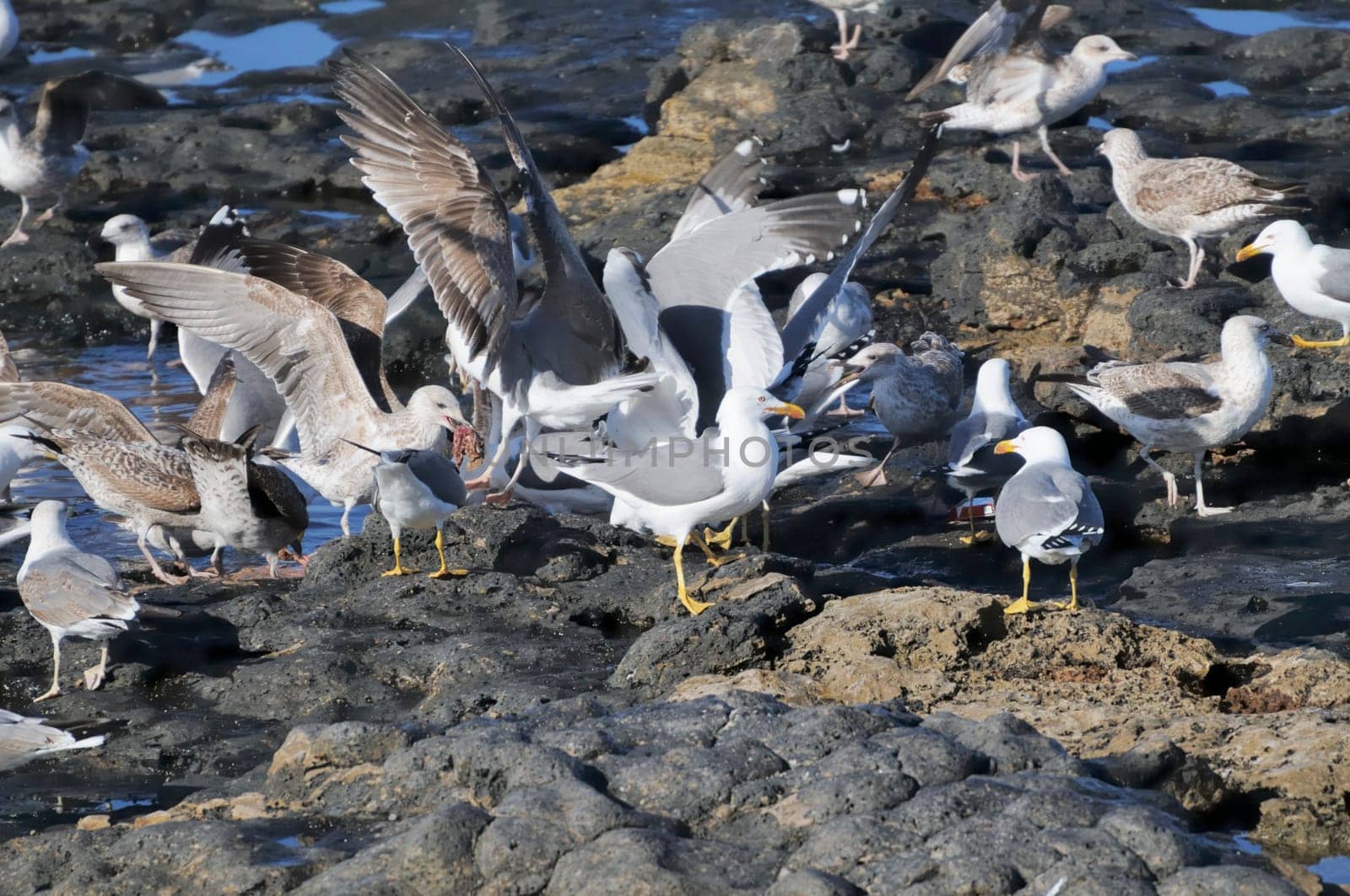 gull on lanzarote