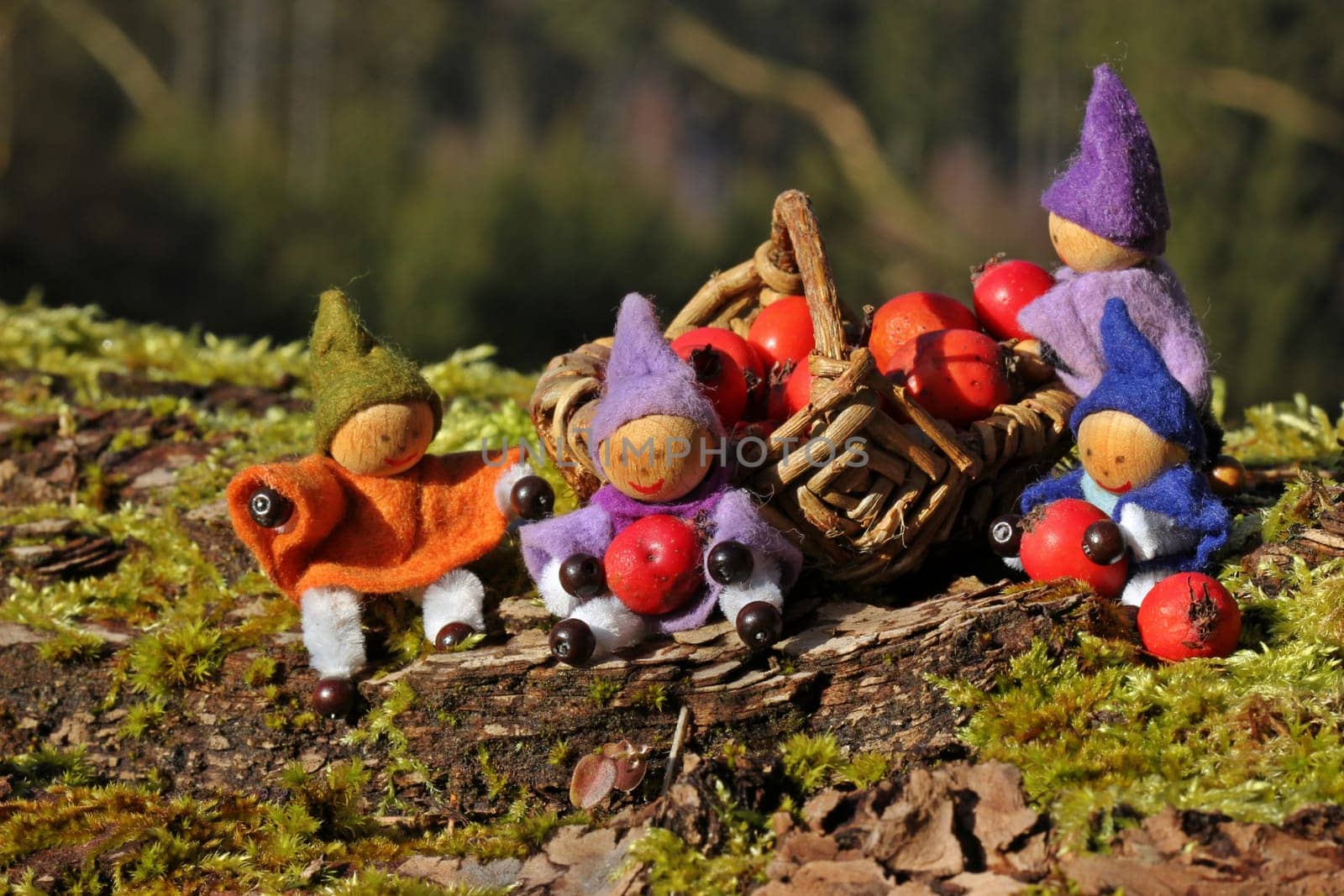 Four little gnomes collect red berries