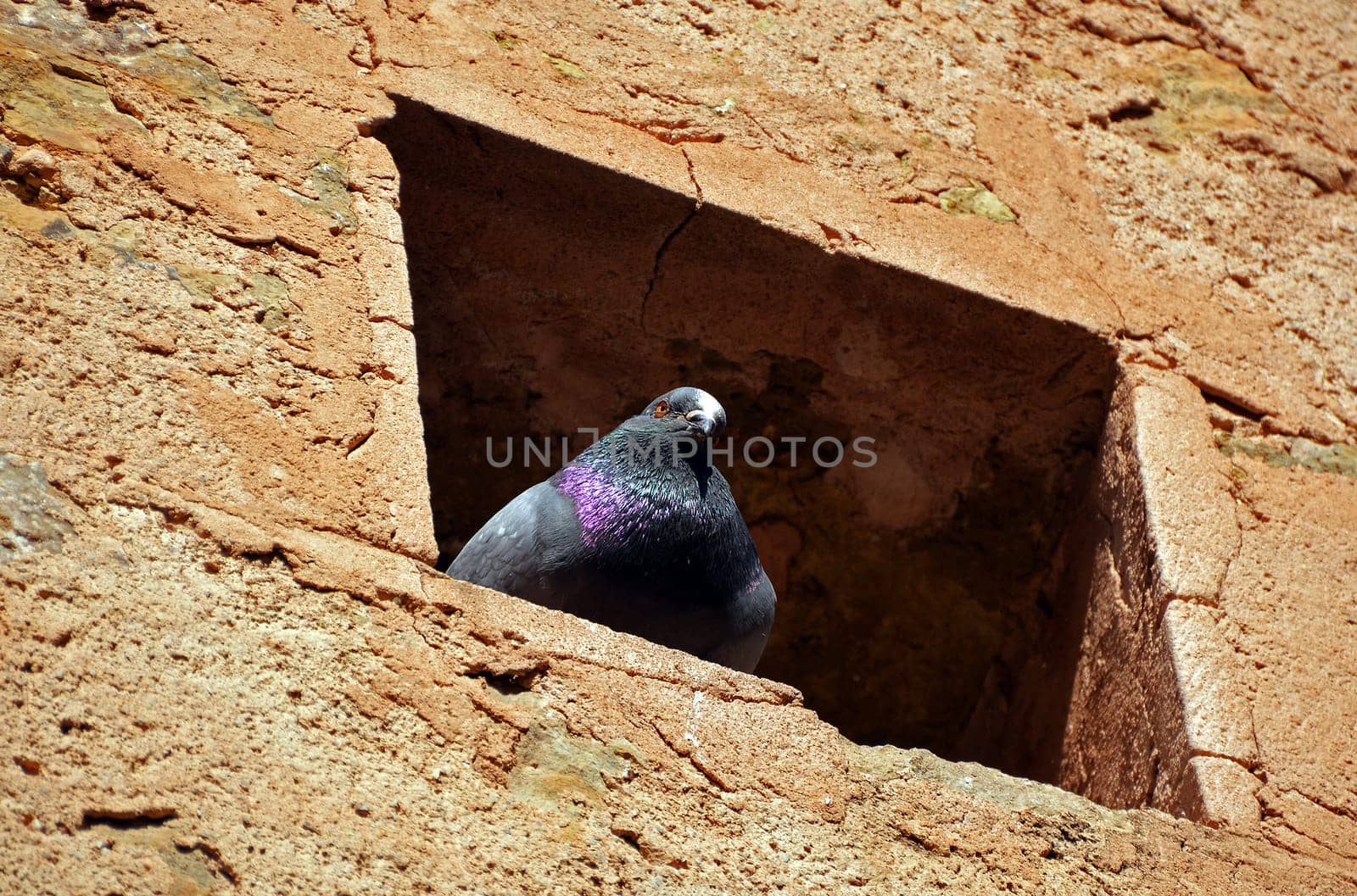 City pigeon
