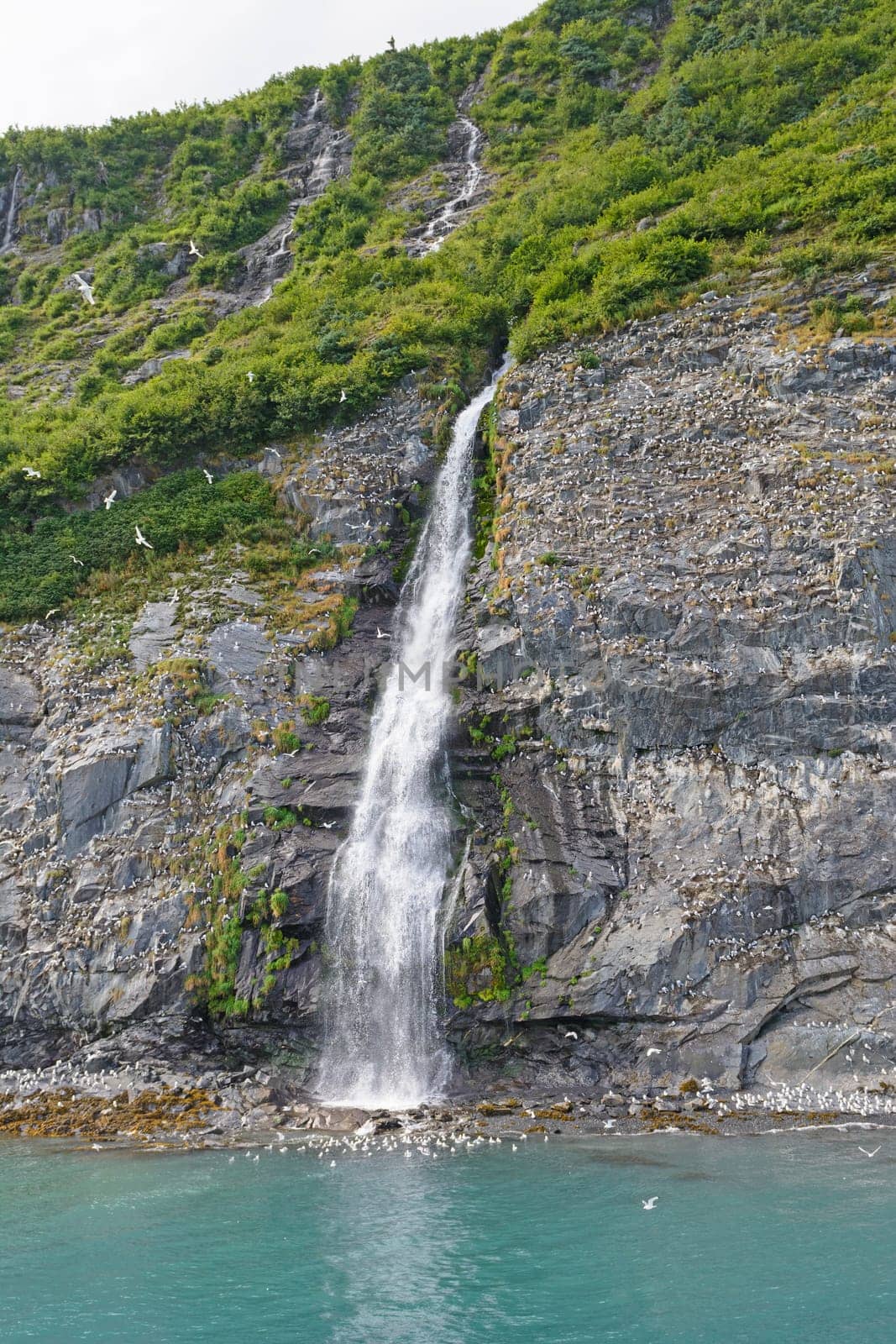 Kittiwake Rookery by a Remote Waterfall in Prince William Sound