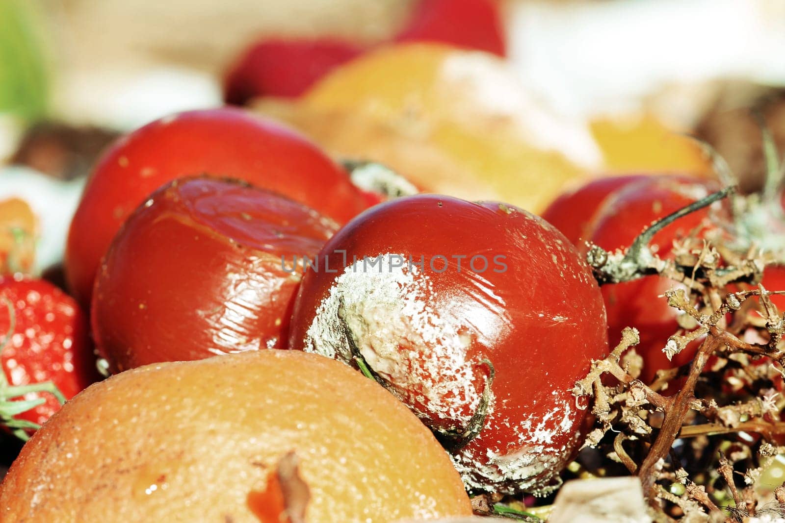 Rotten fruit and vegetables on a pile of waste