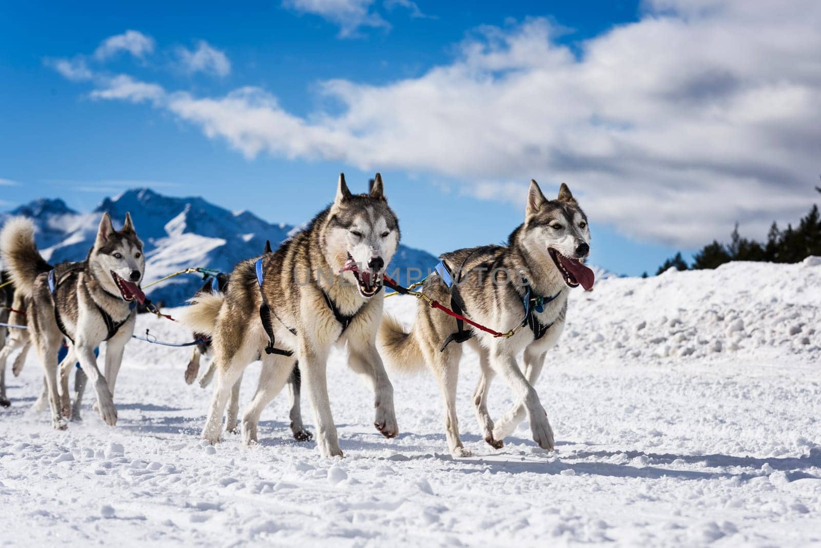 musher dogteam driver and Siberian husky at snow winter competition race in forest