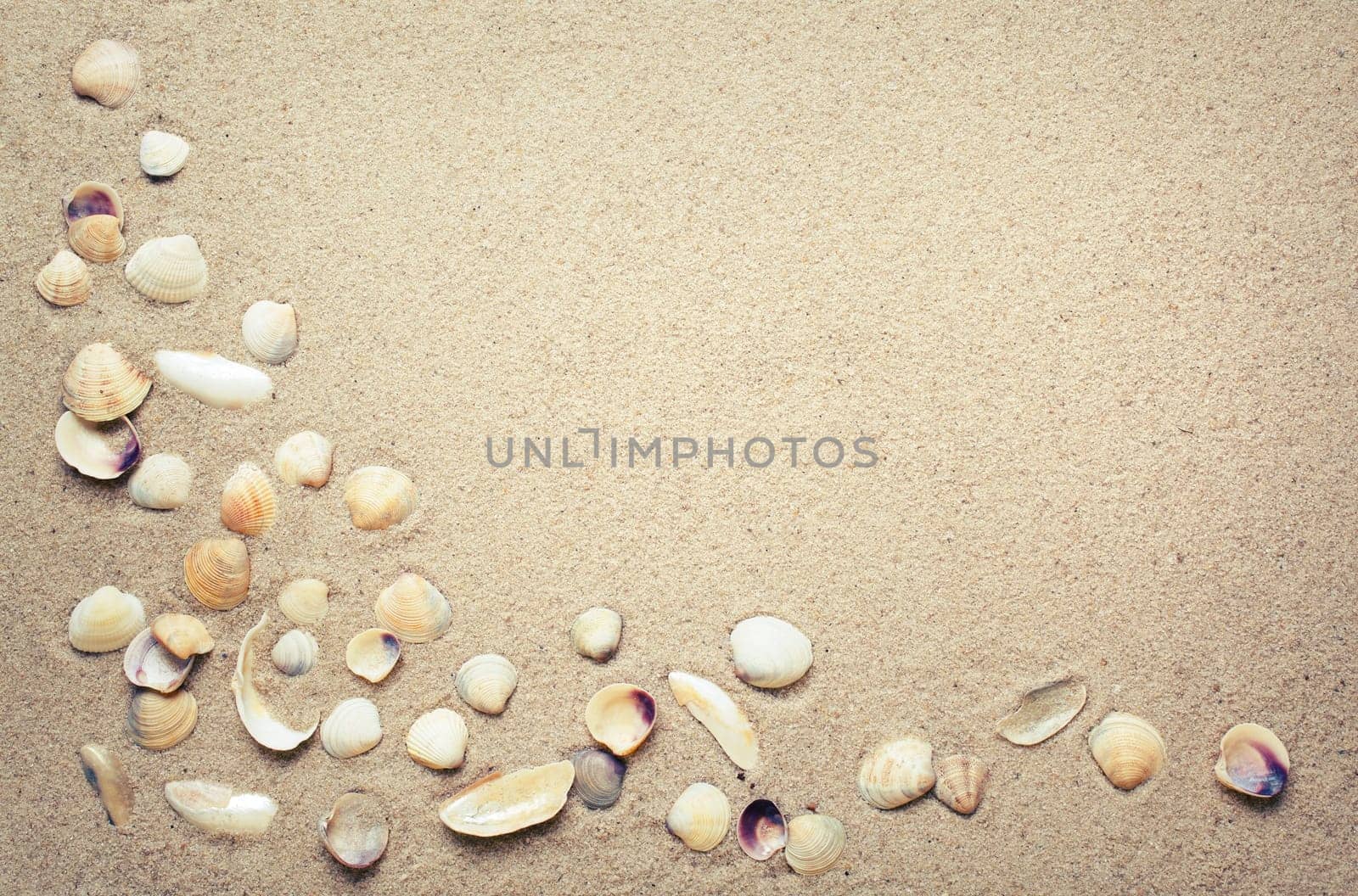 Sea shells on sand. Summer beach background. place for text