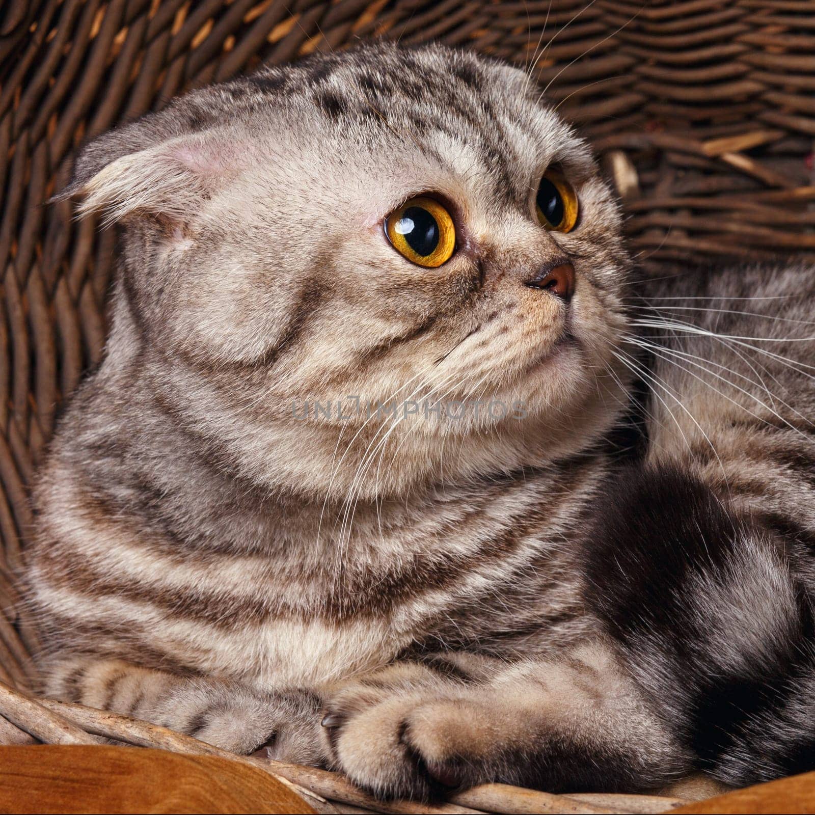 Beautiful bicolor stripes cat with yellow eyes Scottish Fold Sits in a wooden basket
